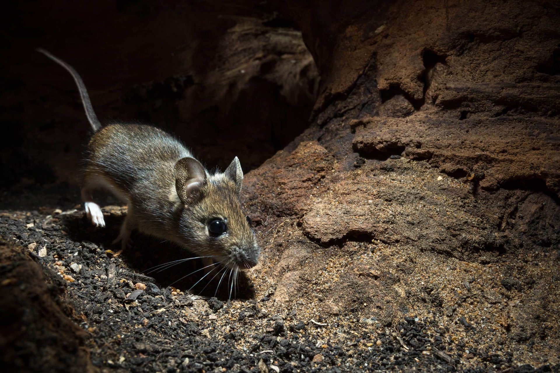Fawn, Whiskers, Rodent