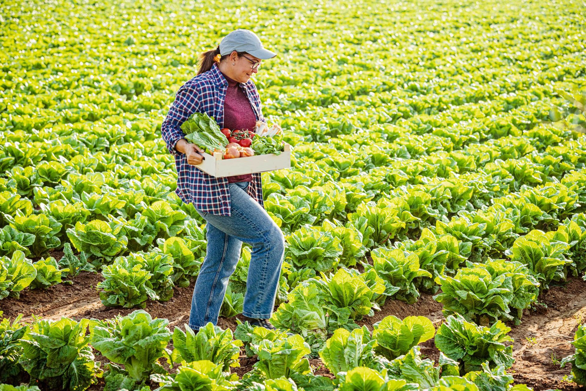 People in nature, Leaf vegetable, Farmworker, Agriculture, Hat, Plantation, Agriculturist, Field, Crop, Farm