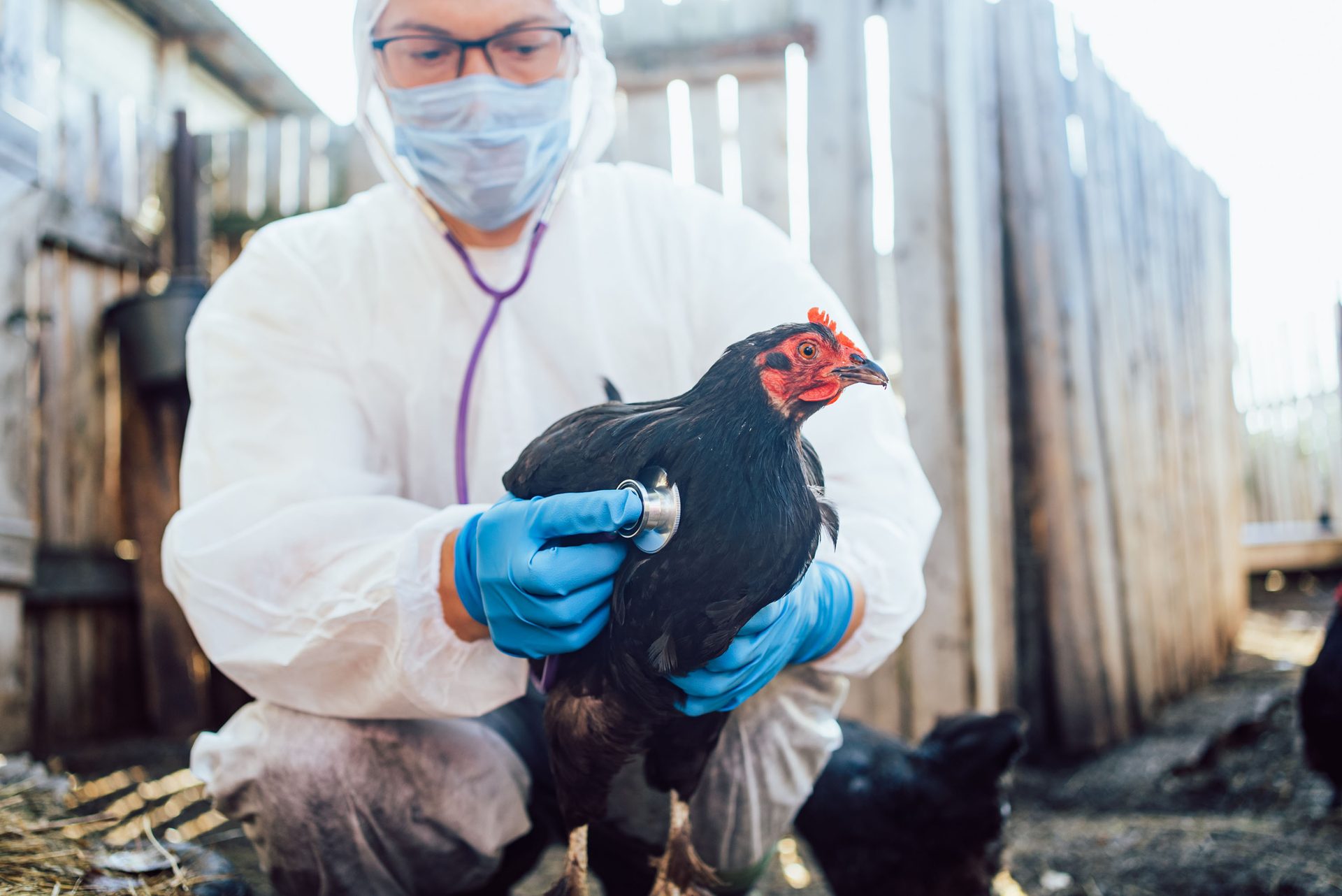 A veterinarian in a protective suit and mask uses a stethoscope to examine a black chicken.