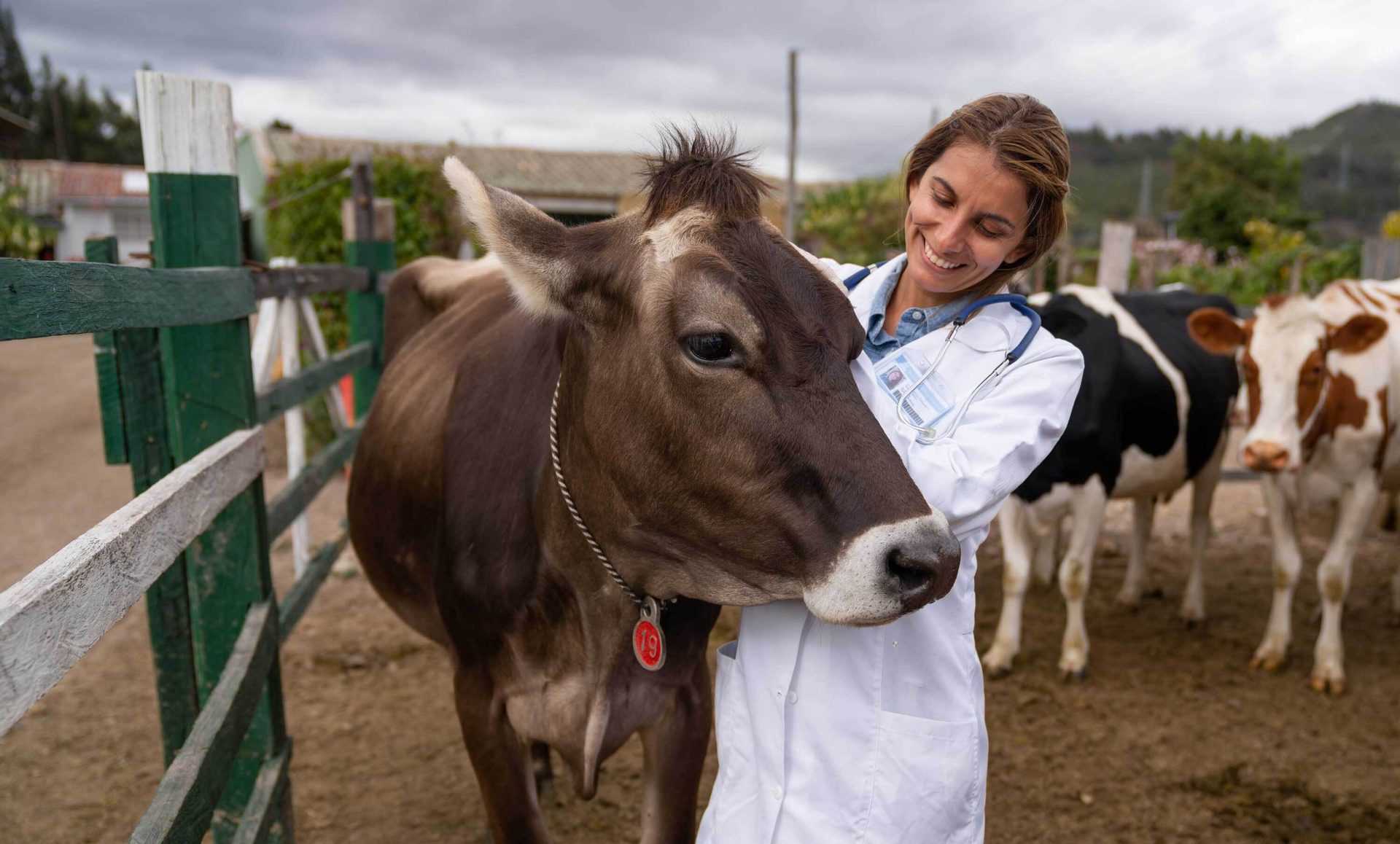 Working animal, Sky, Vertebrate, Cloud, Smile, Mammal