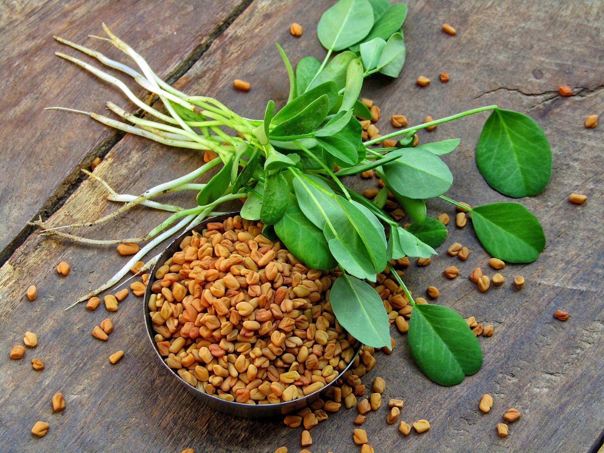 Fenugreek seeds in a bowl with fresh fenugreek sprouts and leaves on a rustic wooden surface.