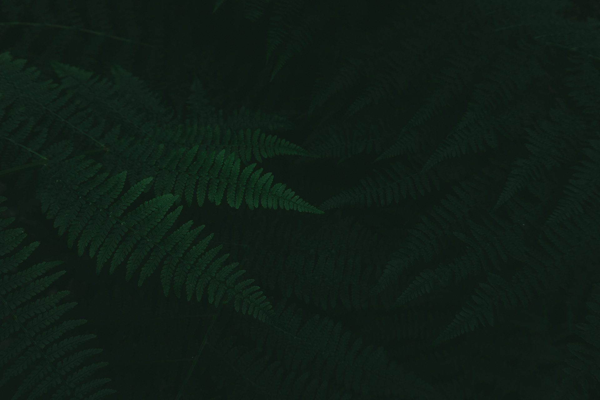 Terrestrial plant