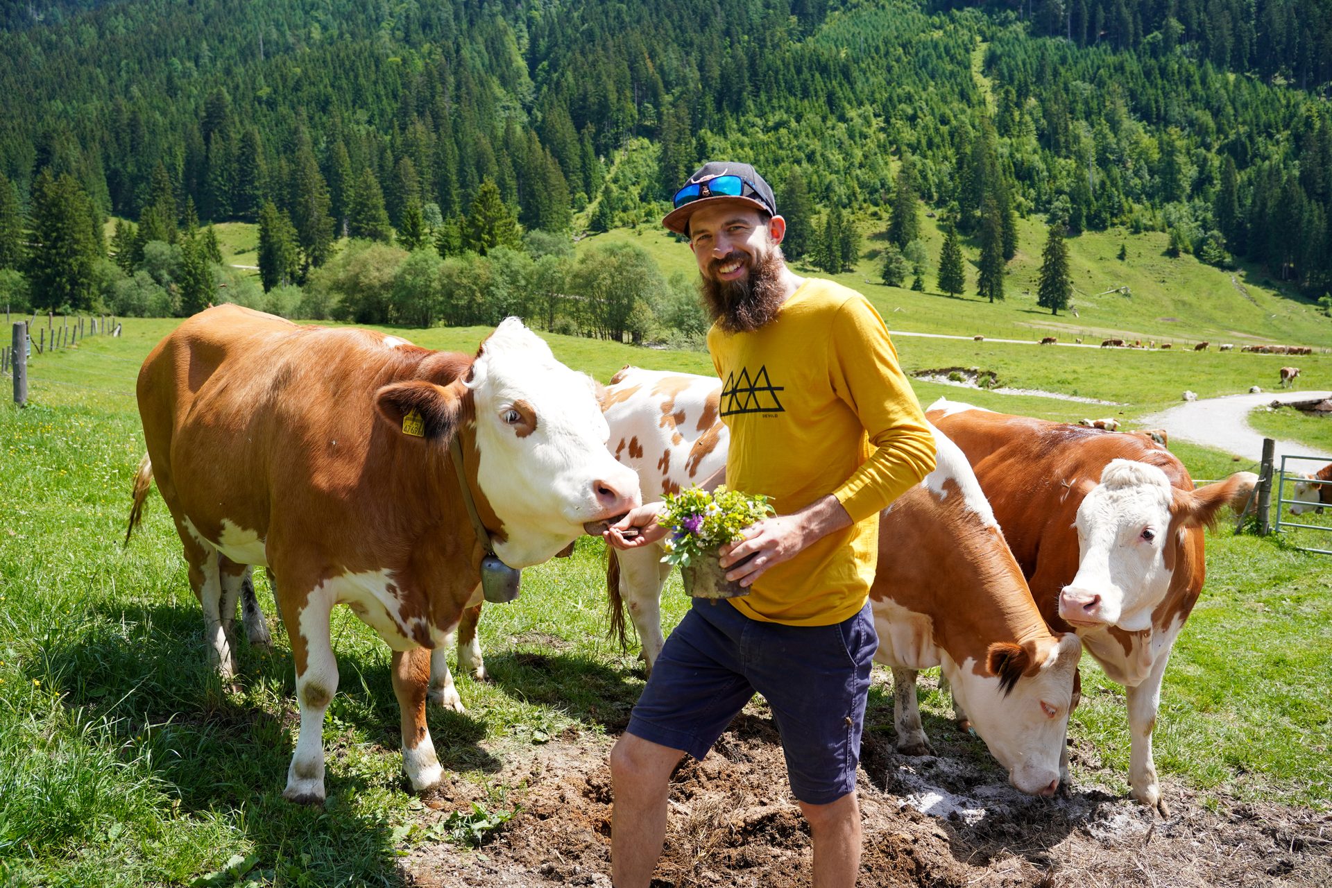 Man feeding wildflowers to a cow in an alpine pasture with a forest backdrop, surrounded by other cows.
