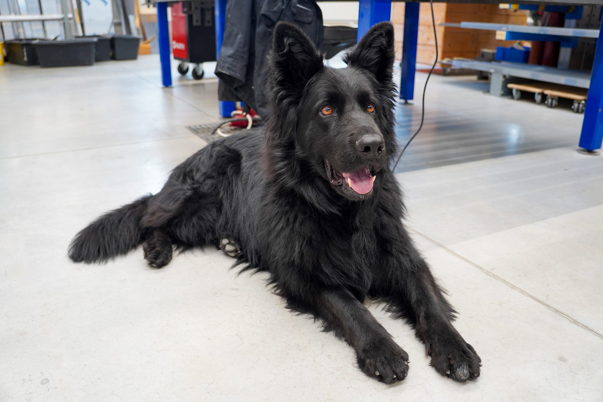 A fluffy black German Shepherd dog with bright orange eyes lies on a concrete floor in a workshop.