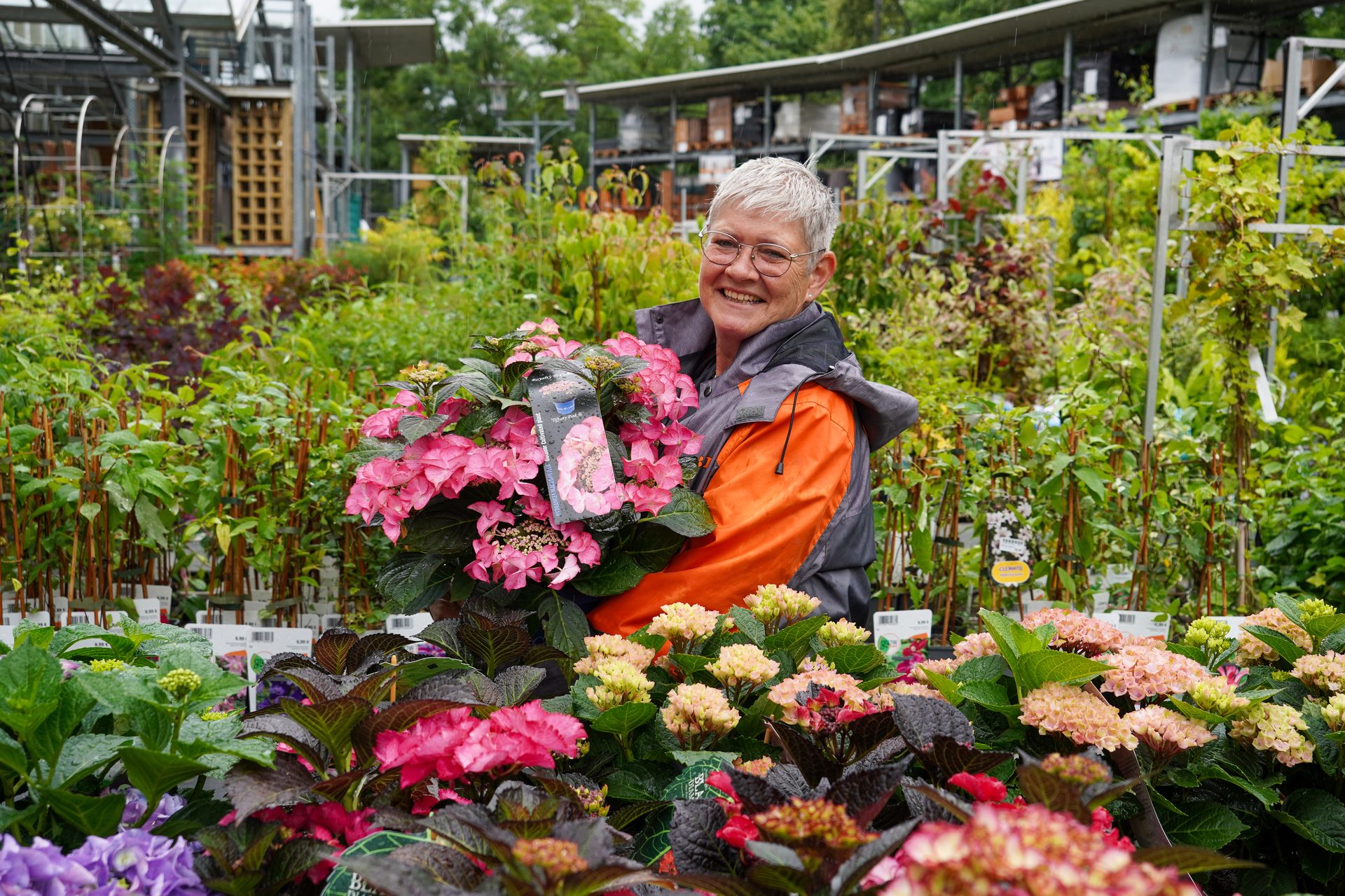 Smiling woman in a plant nursery holding a pot of pink hydrangeas.
