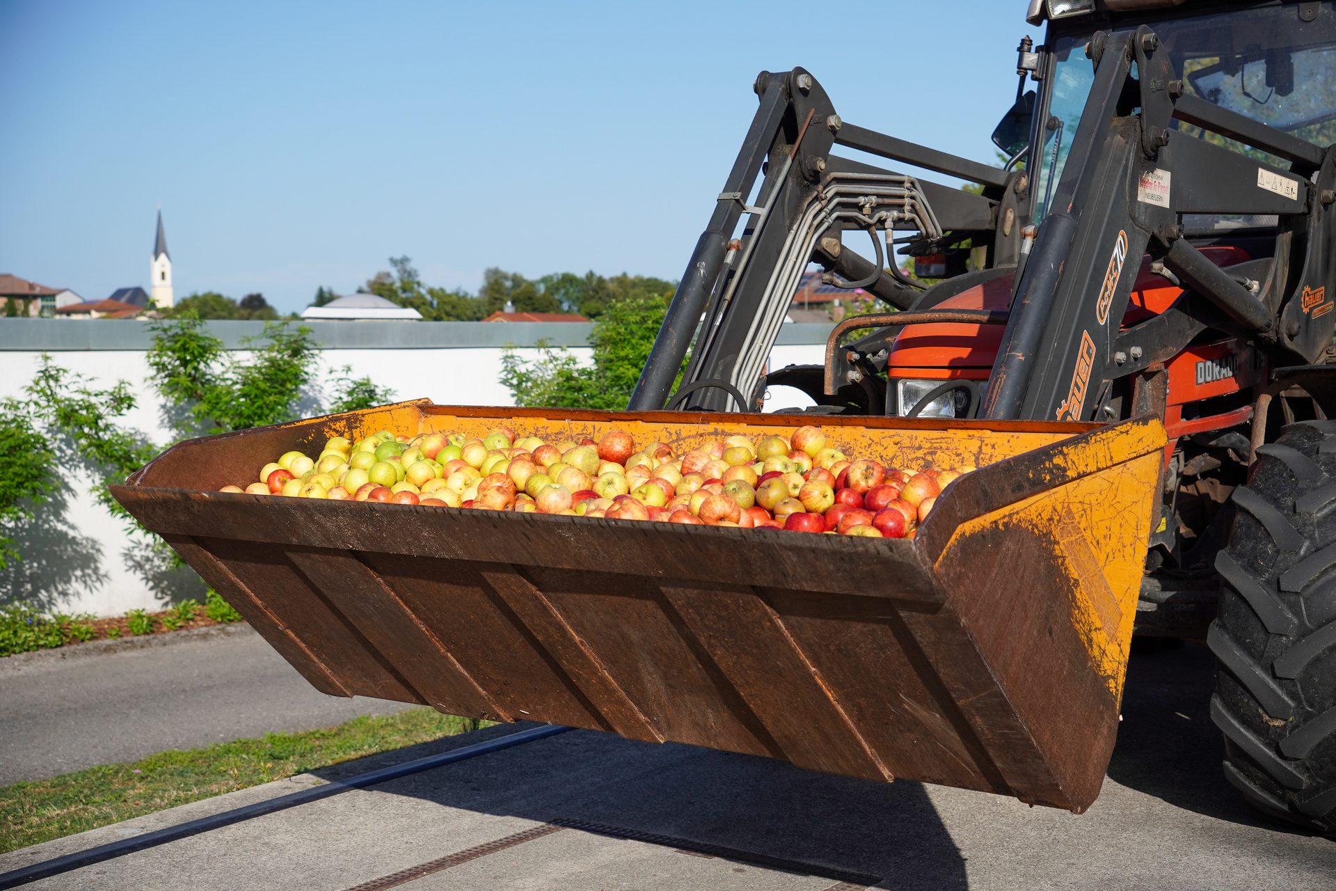 A tractor's front loader bucket, filled to the brim with freshly harvested red and green apples, under a clear blue sky.
