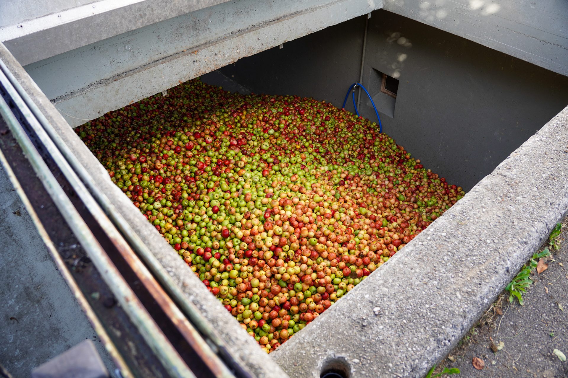 A large industrial pit filled to the brim with thousands of freshly harvested red and green apples, ready for processing.