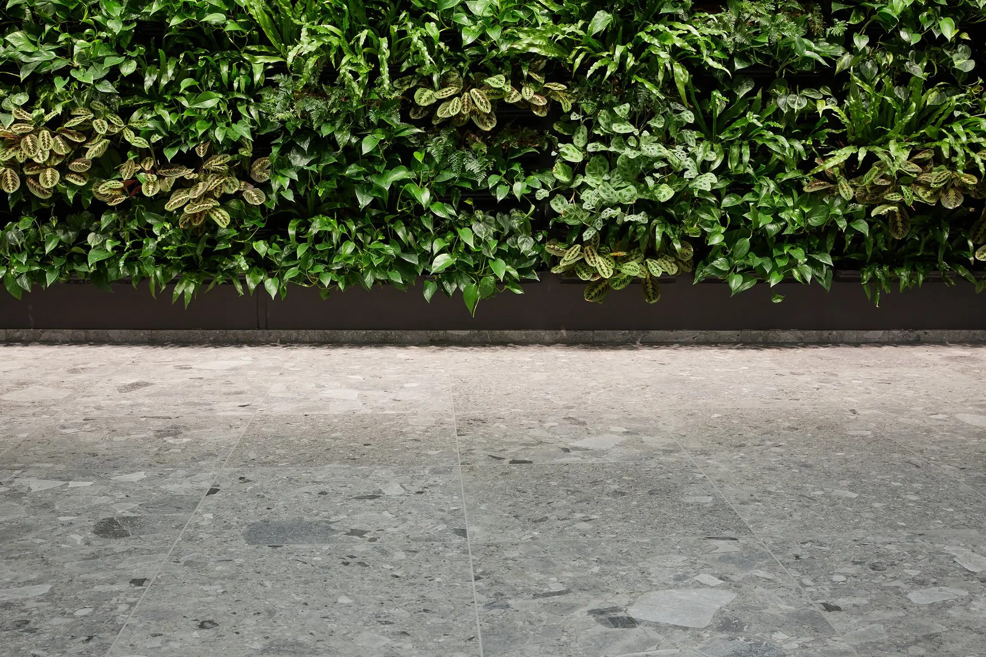 Shrub, Groundcover