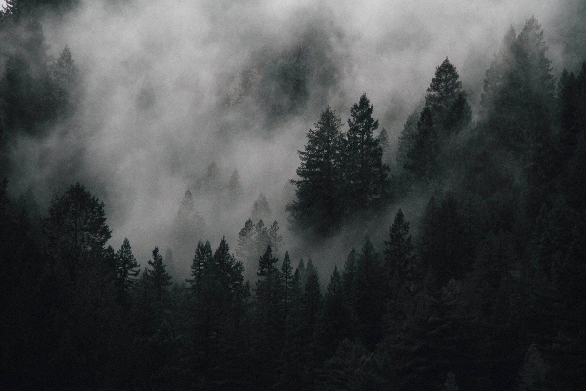 Natural landscape, Cloud, Atmosphere, Plant, Tree, Fog, Grey, Wood, Larch, Evergreen