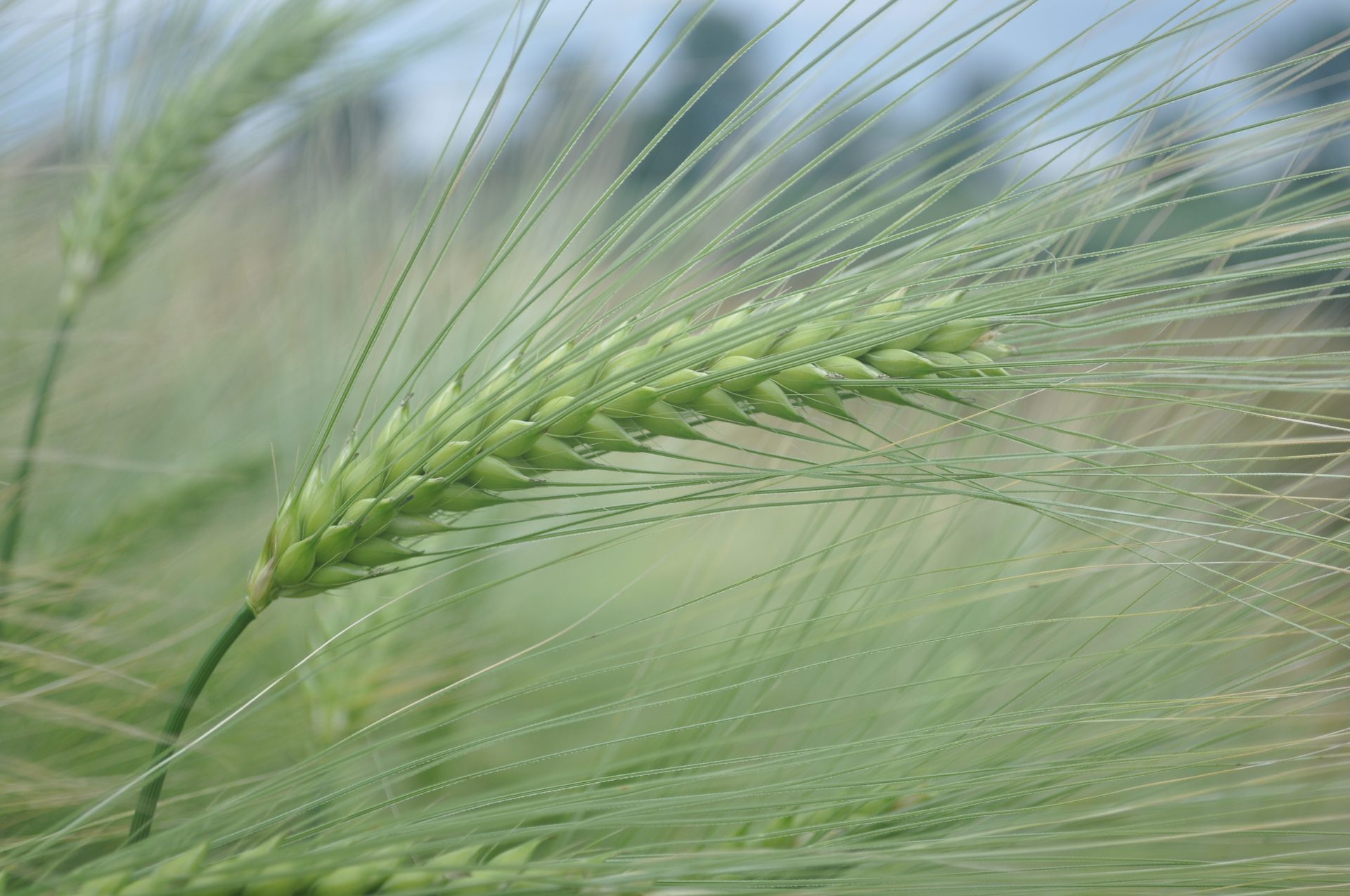 Khorasan wheat, Terrestrial plant, Grass, Evergreen, Agriculture