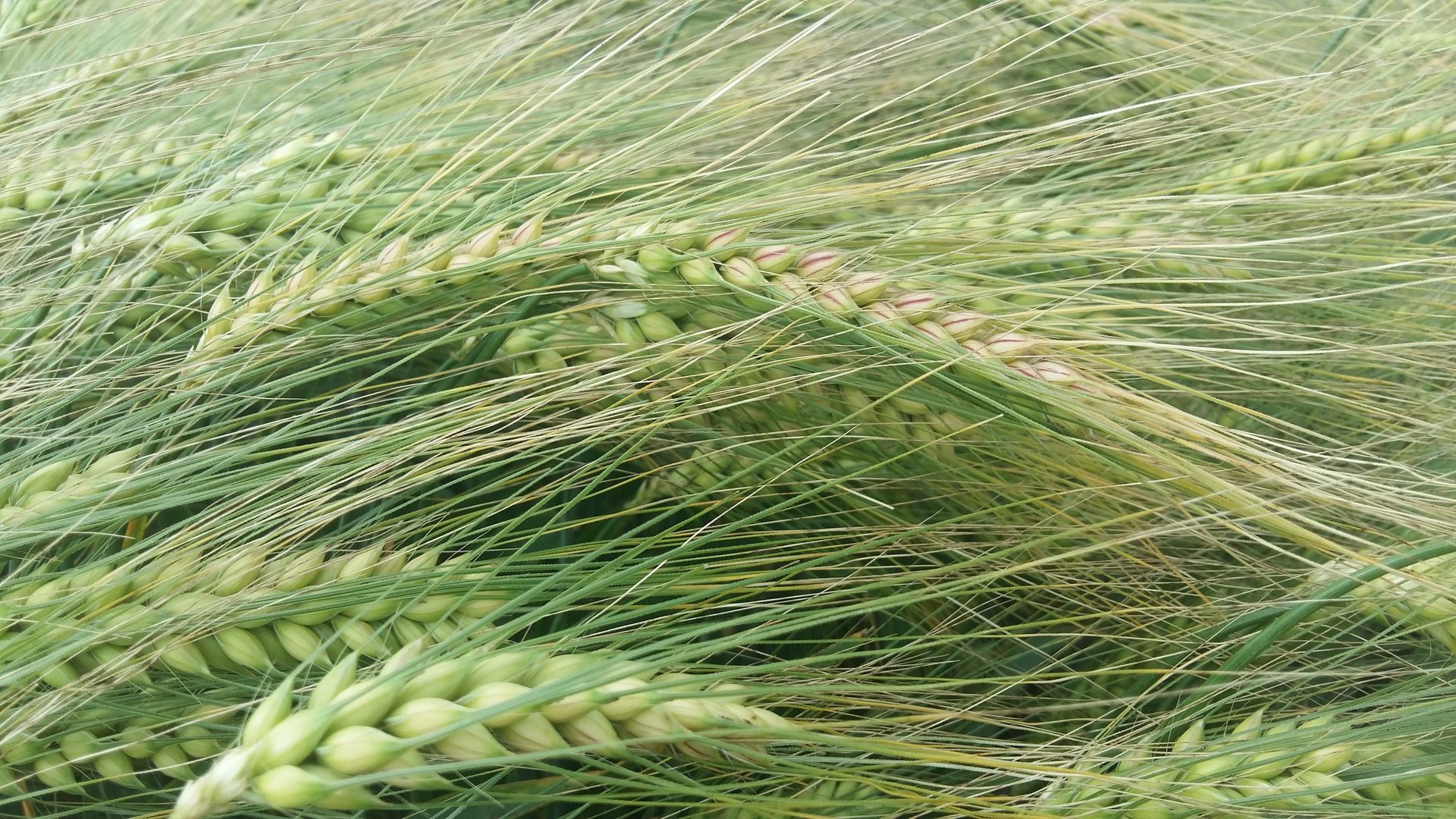 Terrestrial plant, Vegetation, Arecales, Evergreen, Grass