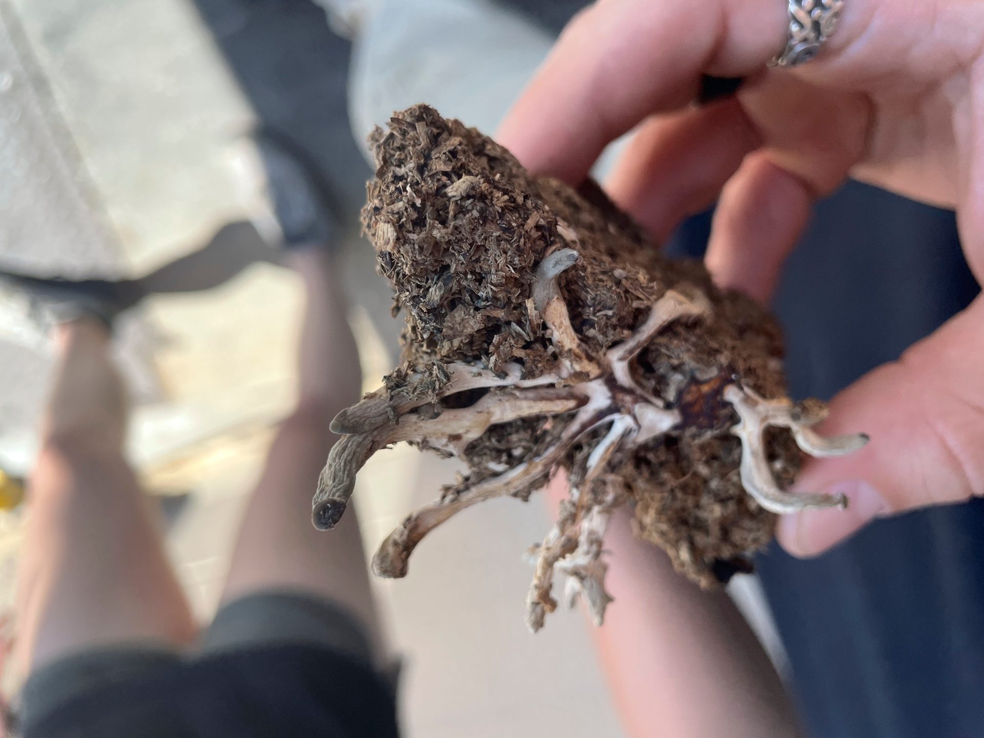 Hand, Arthropod, Insect, Organism, Finger