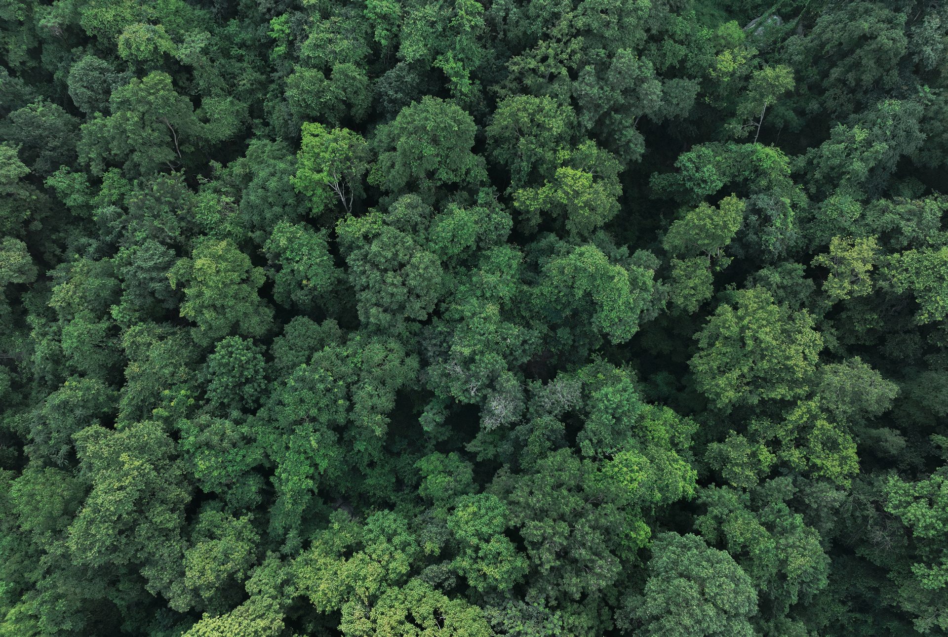 Dense green forest canopy from an aerial view.
