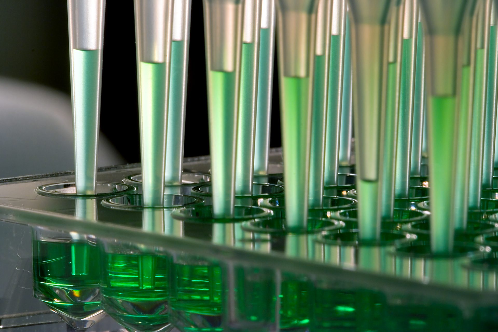 Pipette tips with green liquid in a laboratory microplate.
