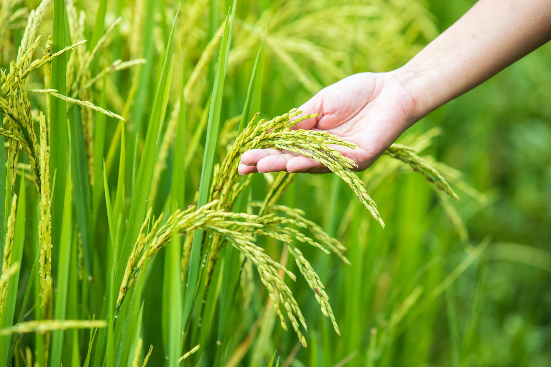 Hand gently touching green rice stalks in a field.