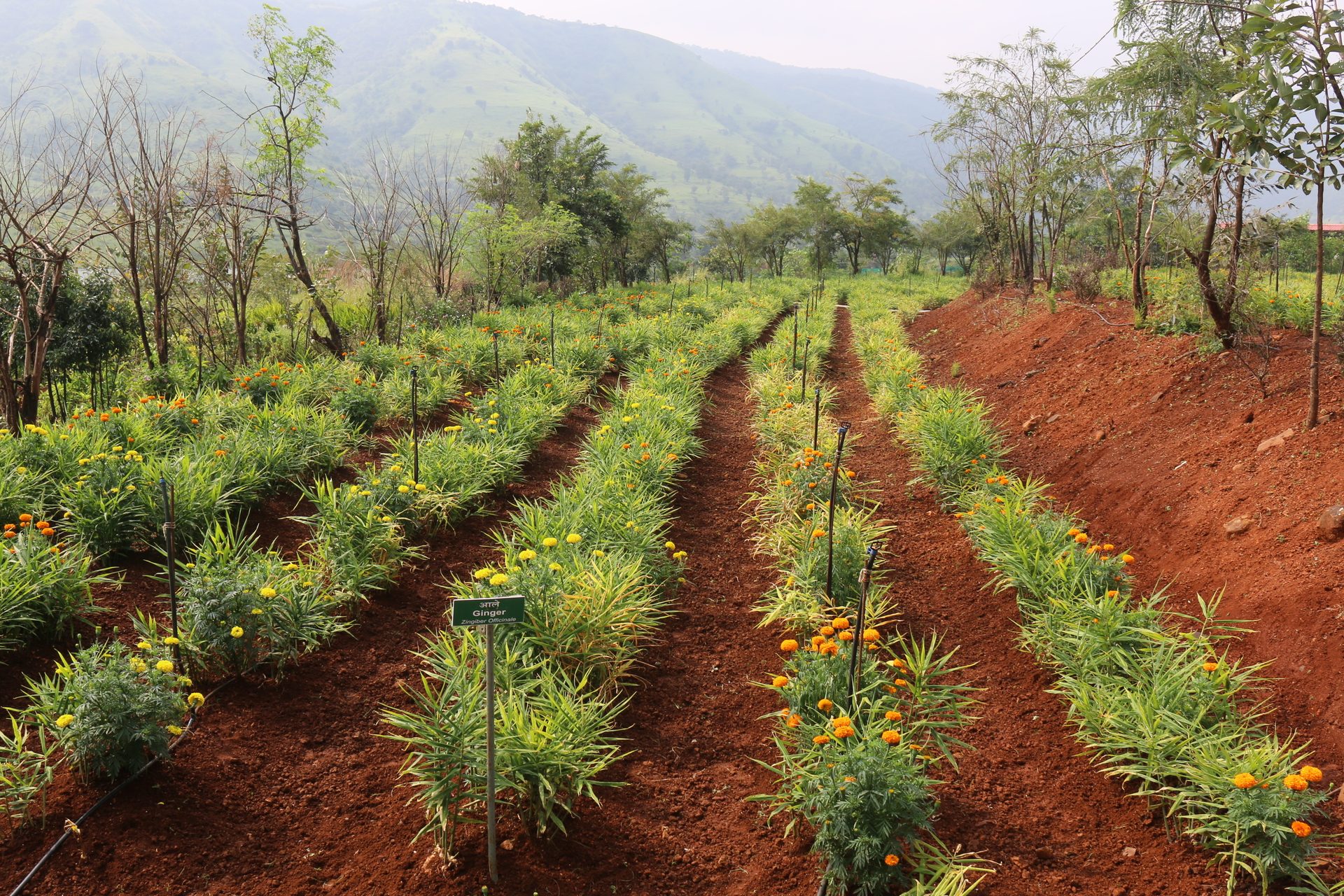 Rows of ginger and marigold plants on red soil with mountains in the background.