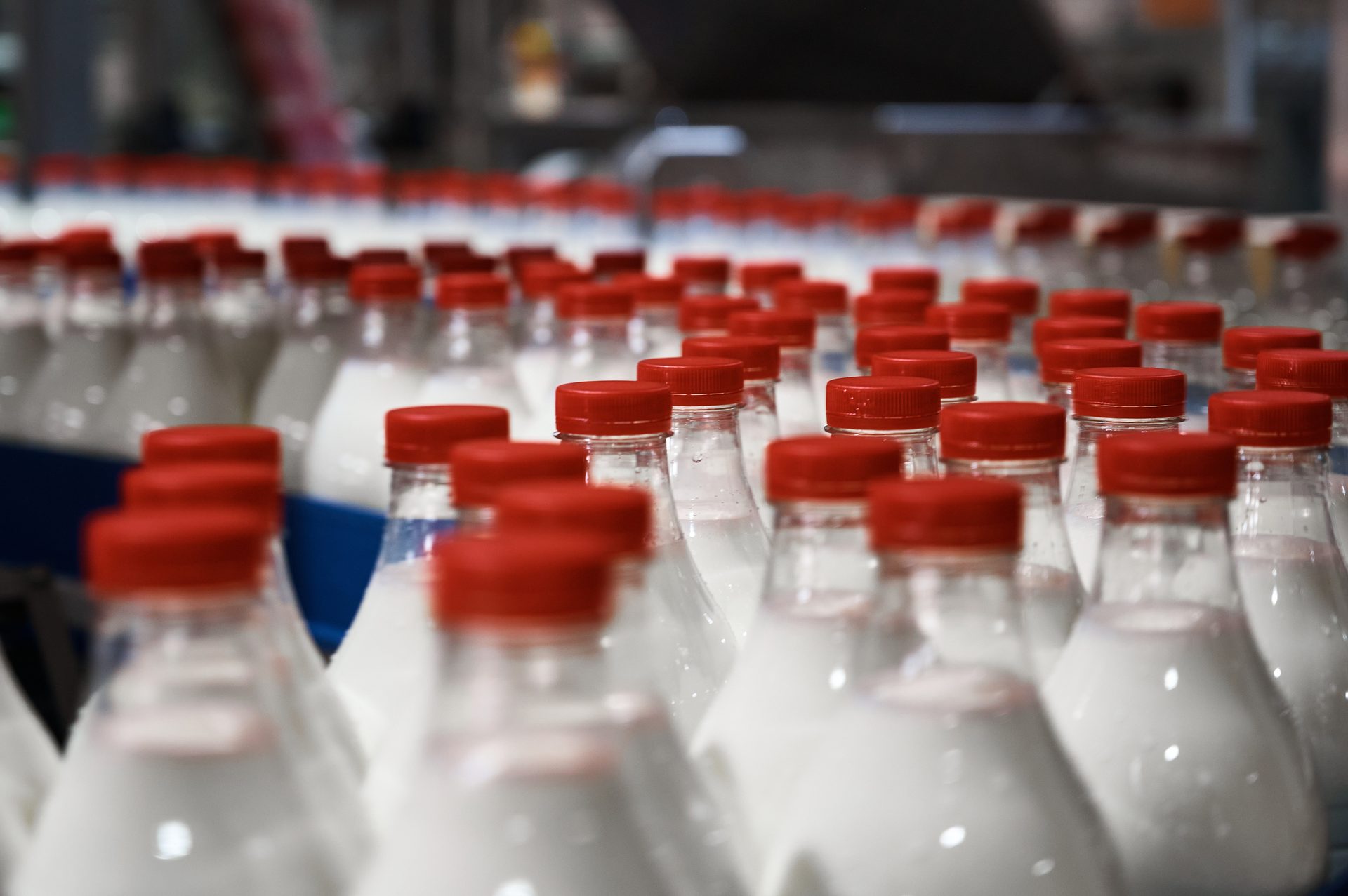 Rows of clear bottles filled with white liquid, capped with red, on a production line.