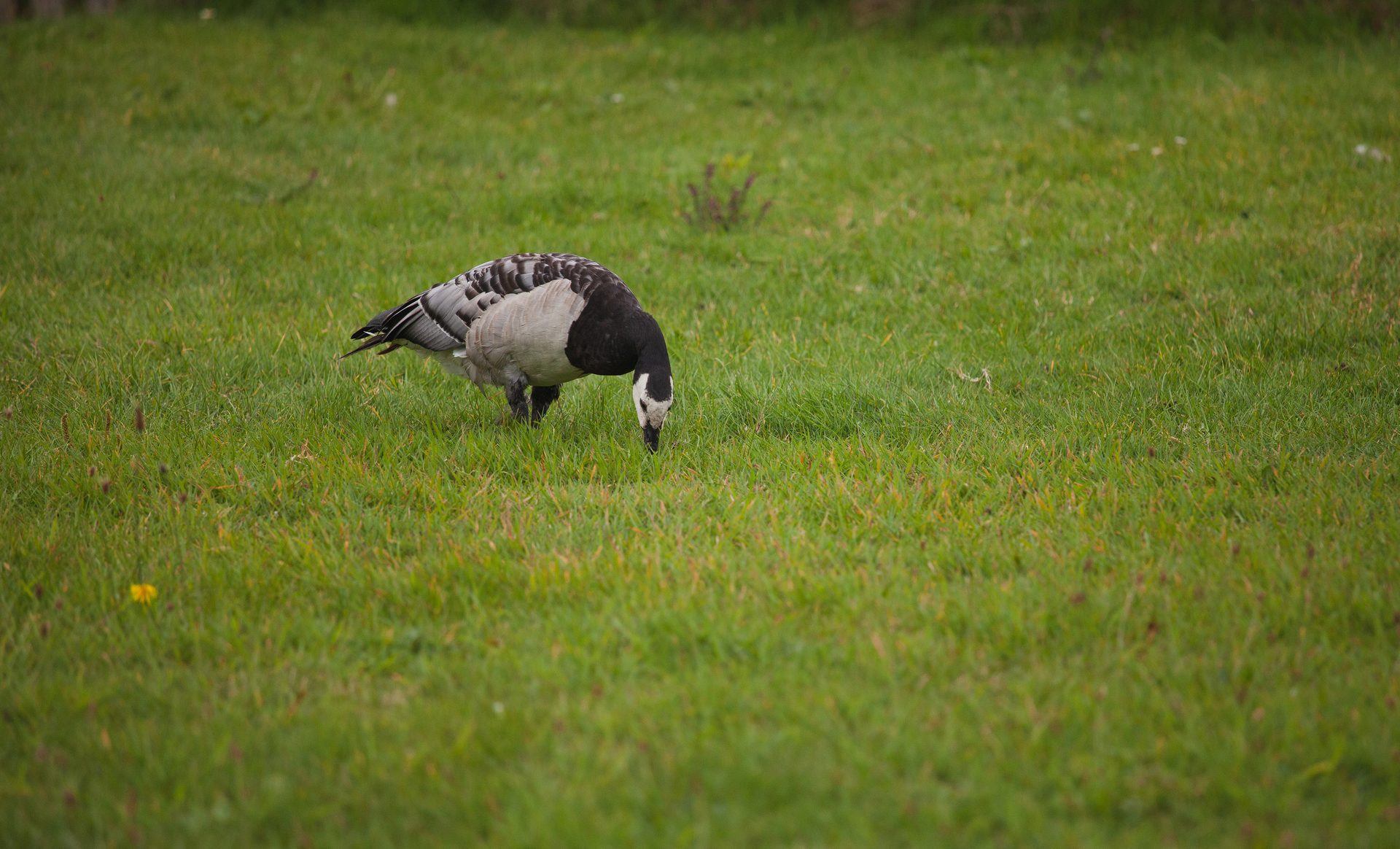 Bird, Plant, Beak, Turkey, Feather, Phasianidae