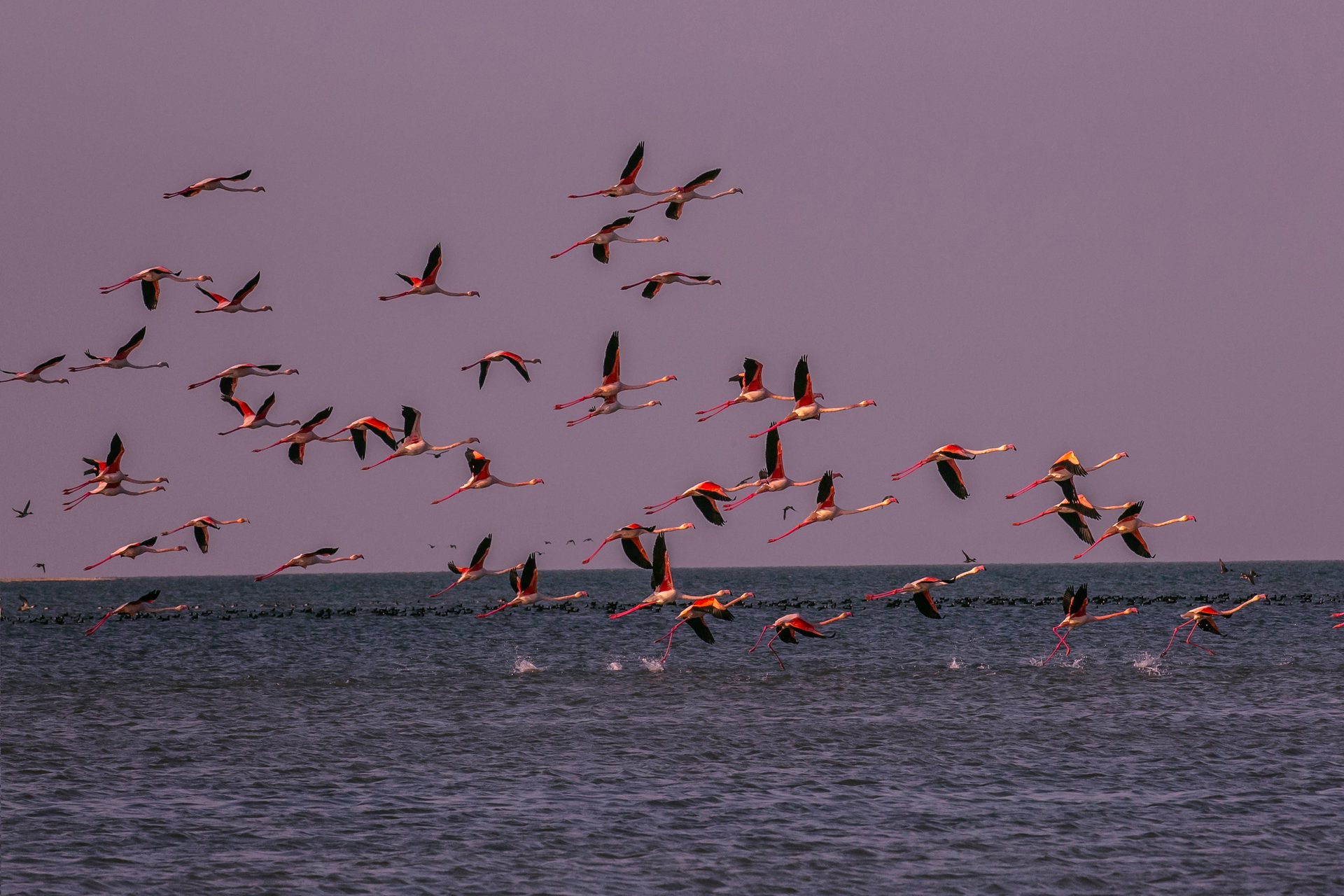 Animal migration, Water, Bird, Sky, Vertebrate, Fluid, Beak, Lake