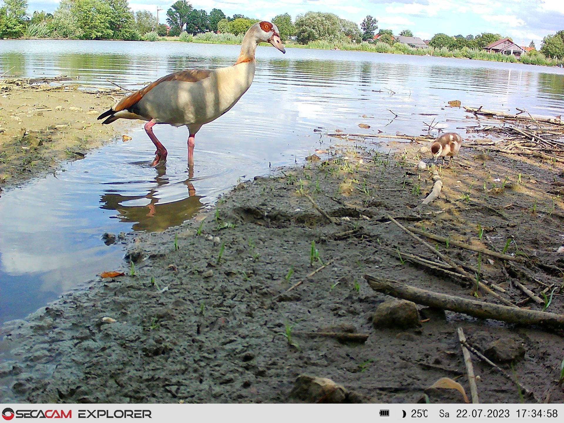 Water, Bird, Sky, Cloud, Beak, Lake, Watercourse, Bank