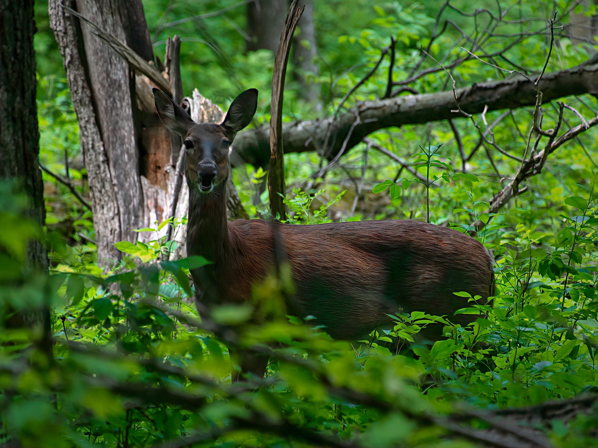 Terrestrial animal, Plant, Deer, Tree, Fawn