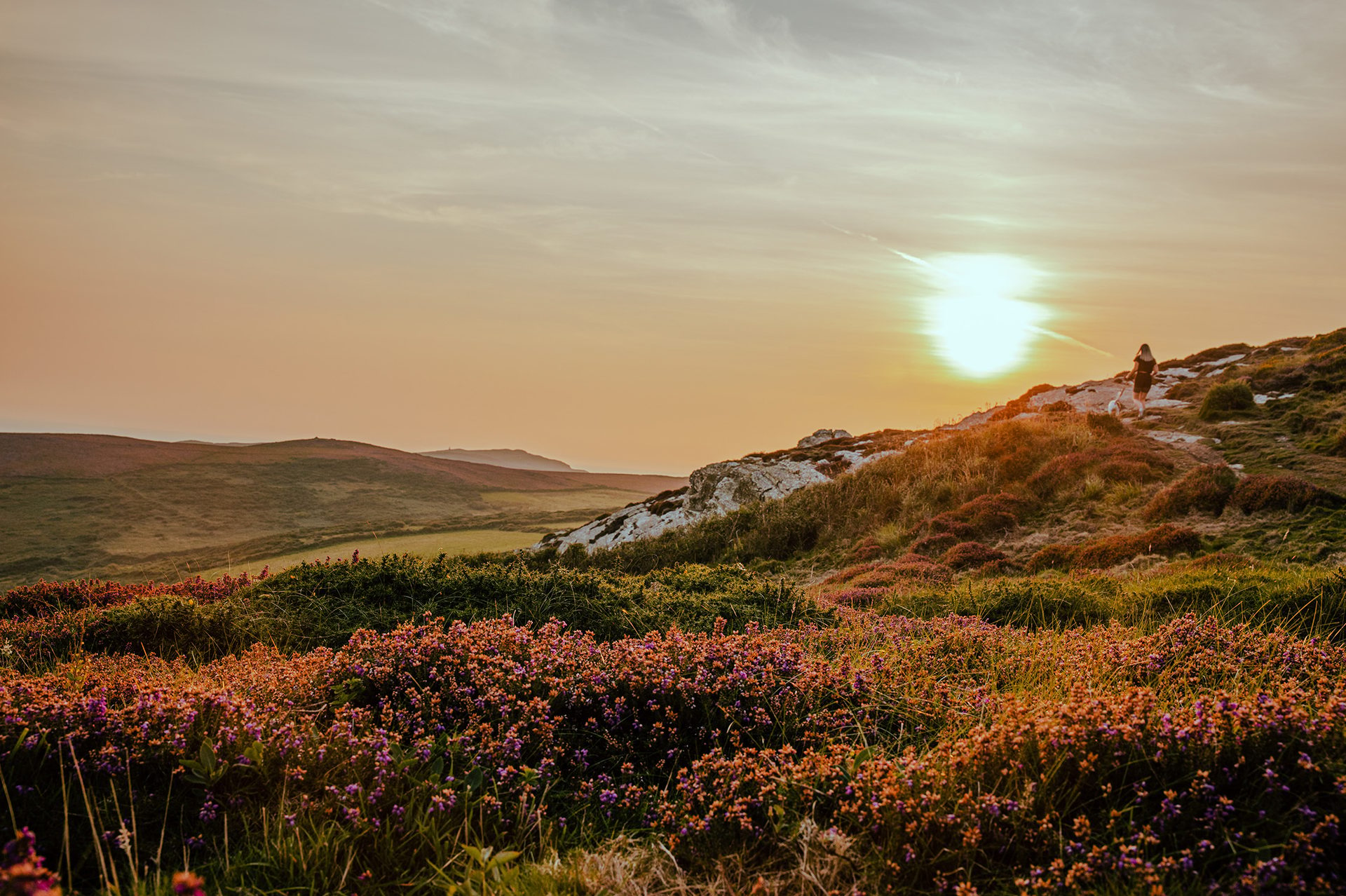 Plant community, Natural landscape, Cloud, Sky, Flower, Mountain, Sunlight, Vegetation