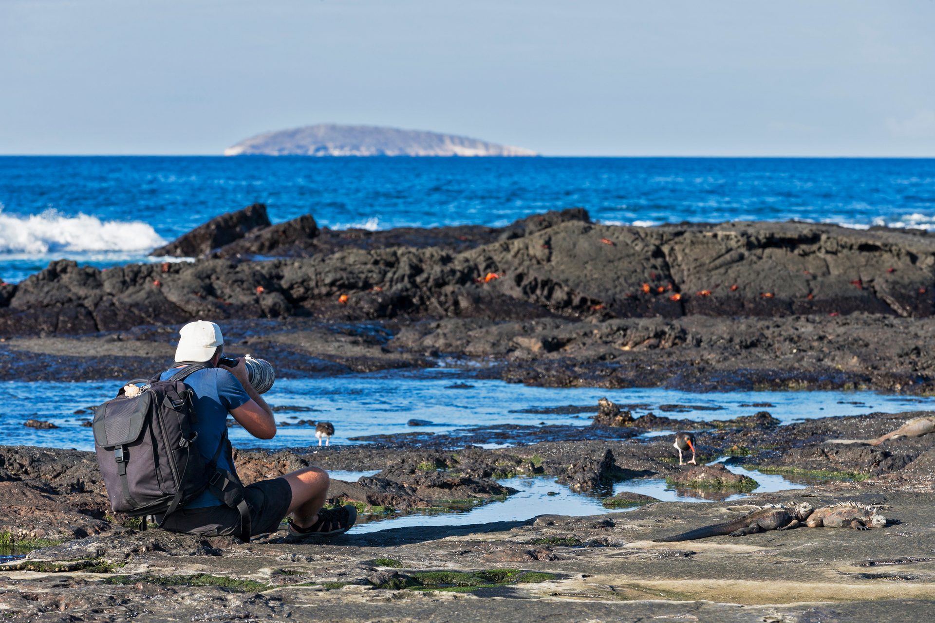 Photographer observing marine iguanas, red crabs, and a bird on a volcanic coast by the ocean.