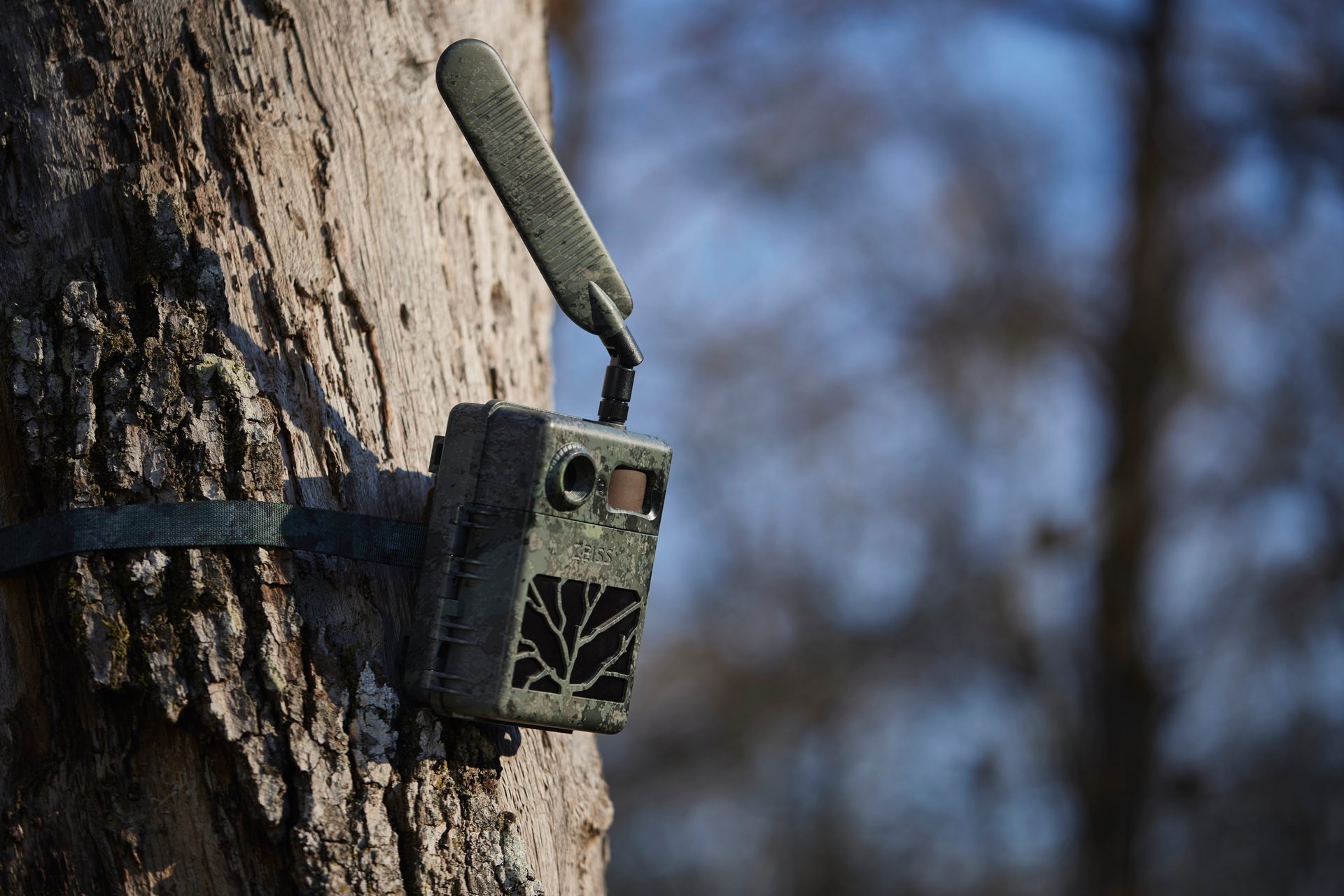 Sky, Plant, Wood, Twig, Trunk