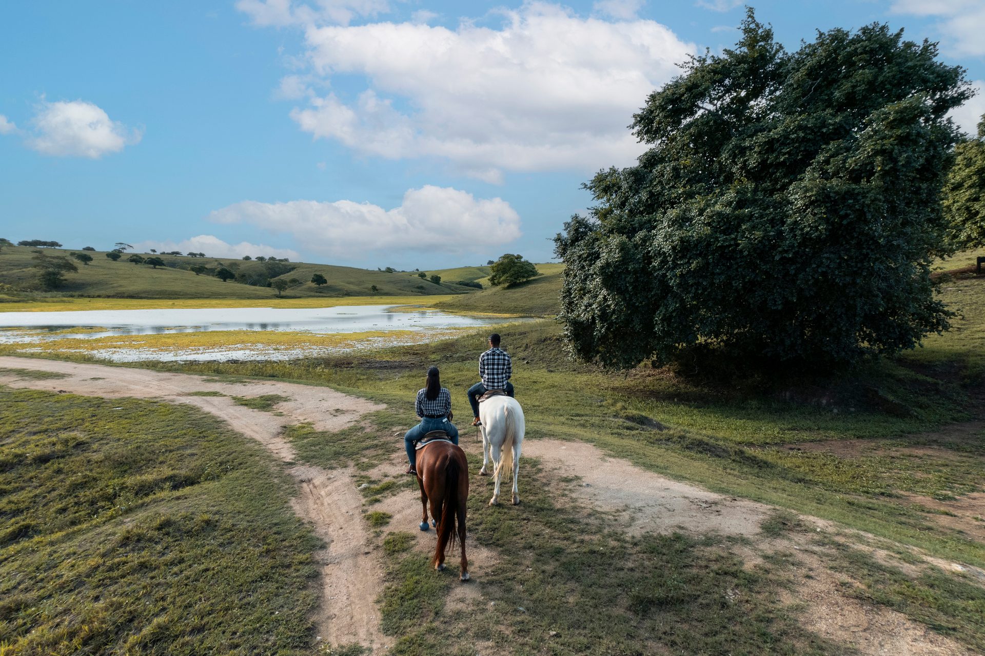Working animal, Natural landscape, Horse tack, Cloud, Sky, Plant, Ecoregion, Tree, Grass