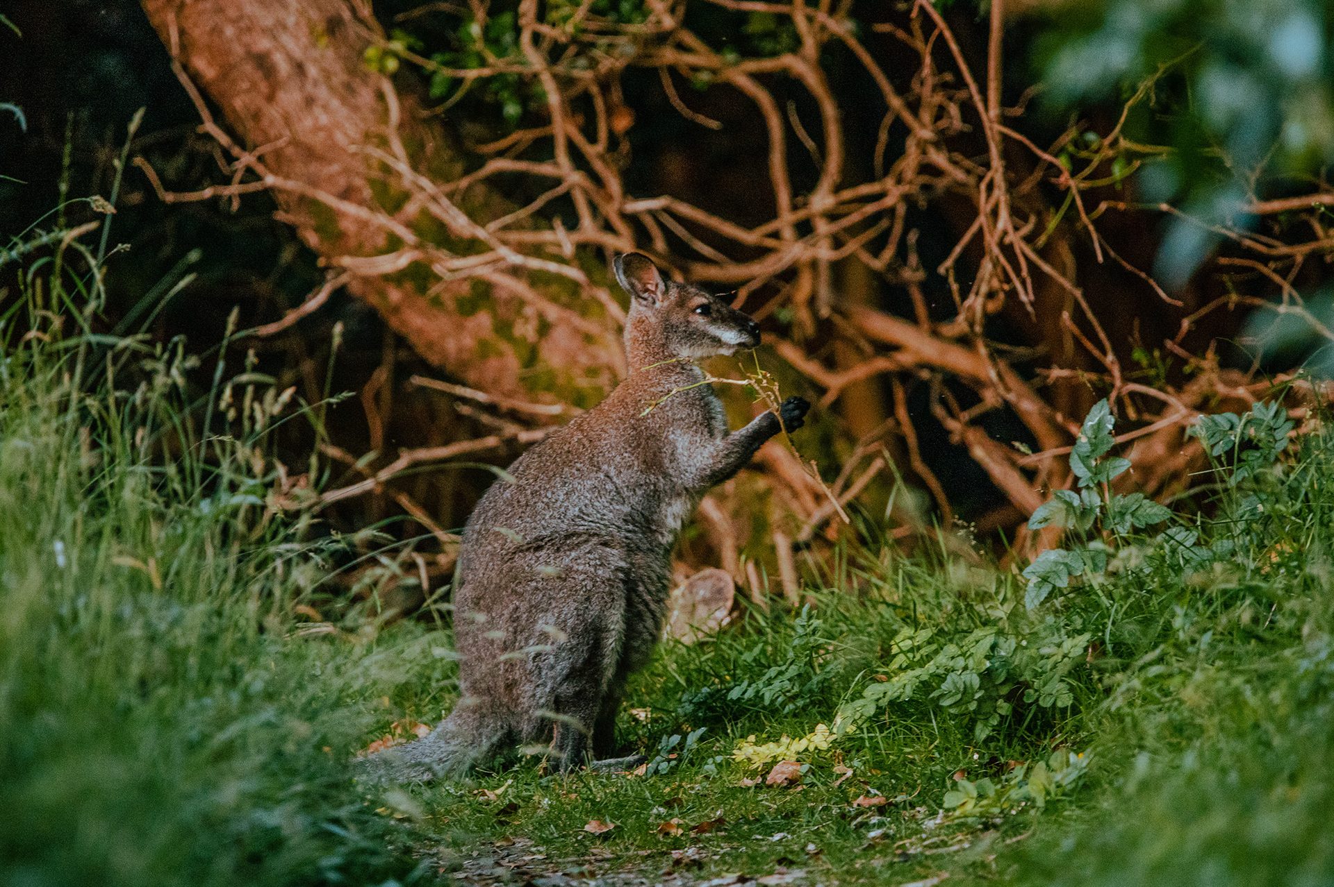 Terrestrial animal, Plant, Fawn