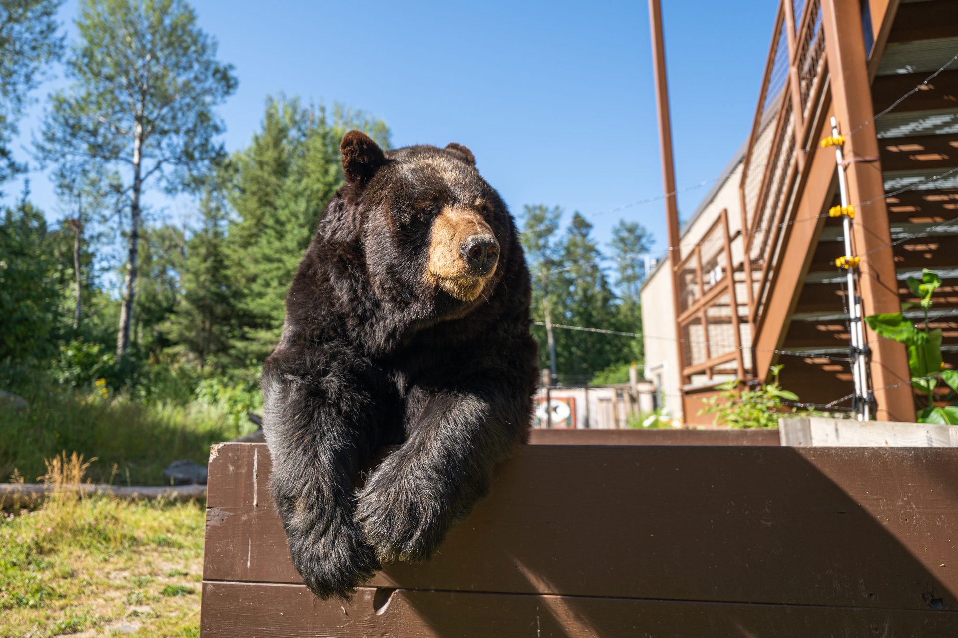 American black bear, Plant, Sky, Tree, Carnivore, Wood, Art