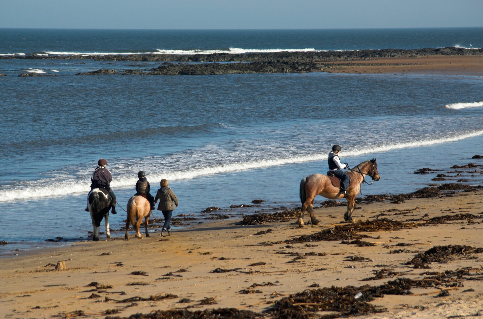 Coastal and oceanic landforms, People on beach, Working animal, Water, Horse, Sky, Tree