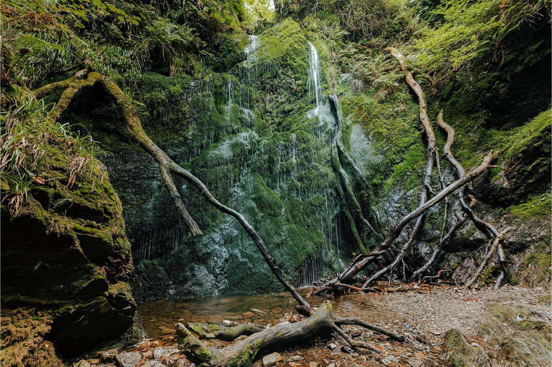 Fluvial landforms of streams, Natural landscape, Water, Plant, Branch, Wood, Bedrock, Trunk, Watercourse, Waterfall