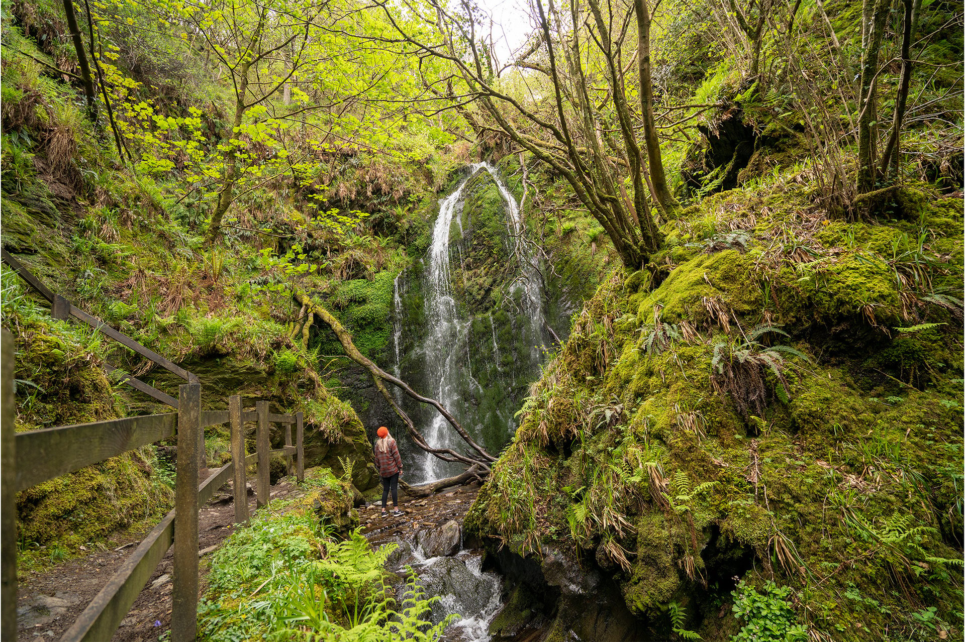 Fluvial landforms of streams, Plant community, Natural landscape, Water, Ecoregion, Branch, Waterfall, Tree