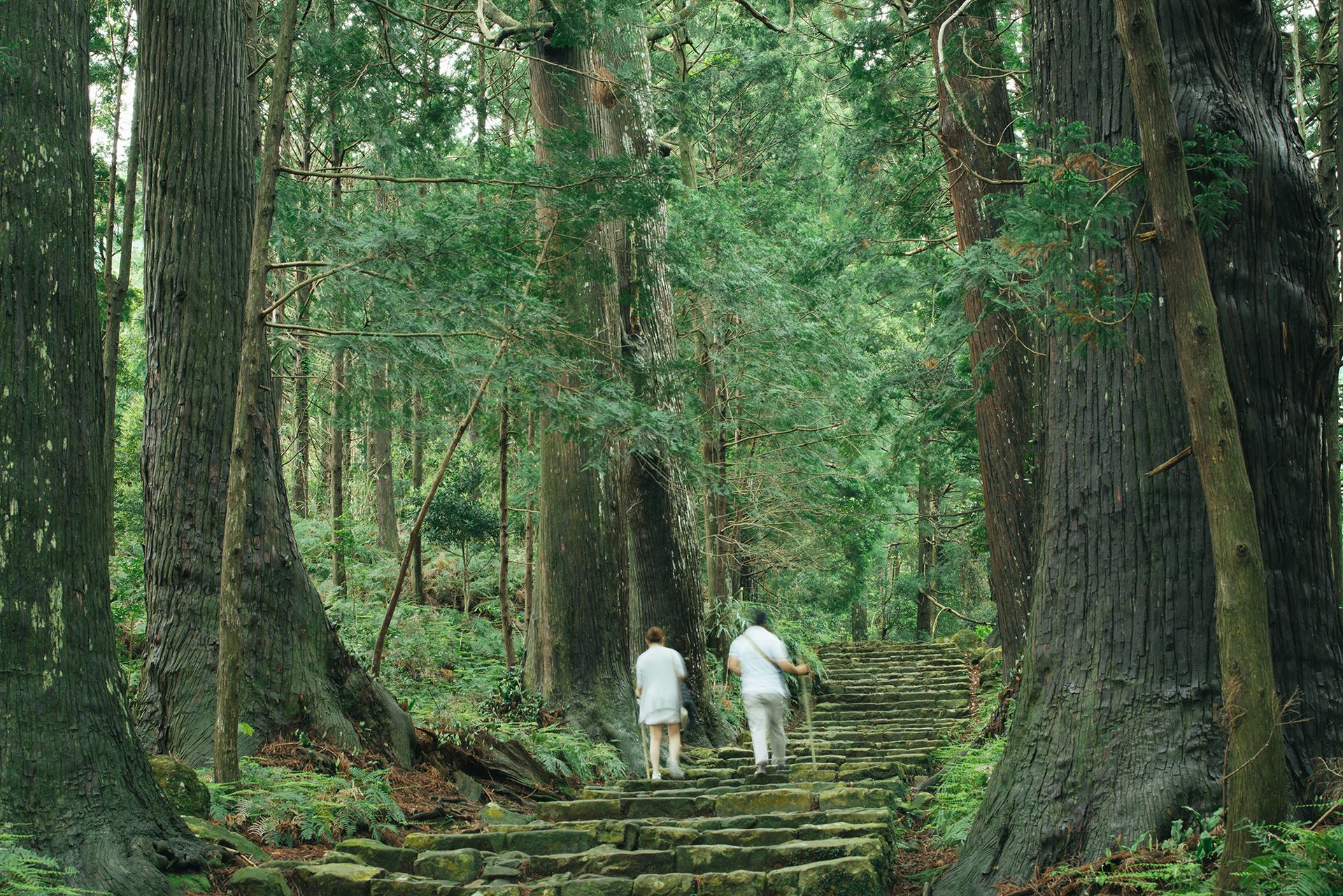 People in nature, Natural landscape, Terrestrial plant, Green, Tree, Wood, Trunk, Grass