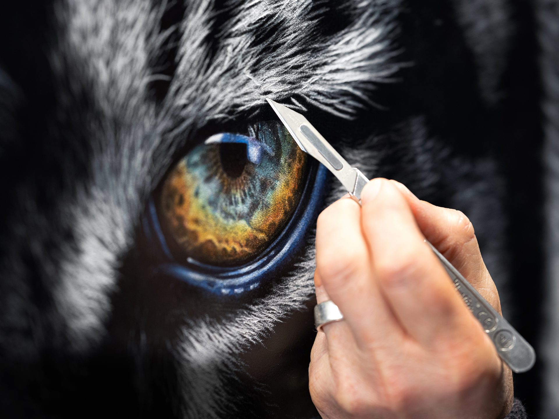 Head, Bird, Hand, Eye, Eyelash, Beak, Emu, Iris, Feather, Ratite