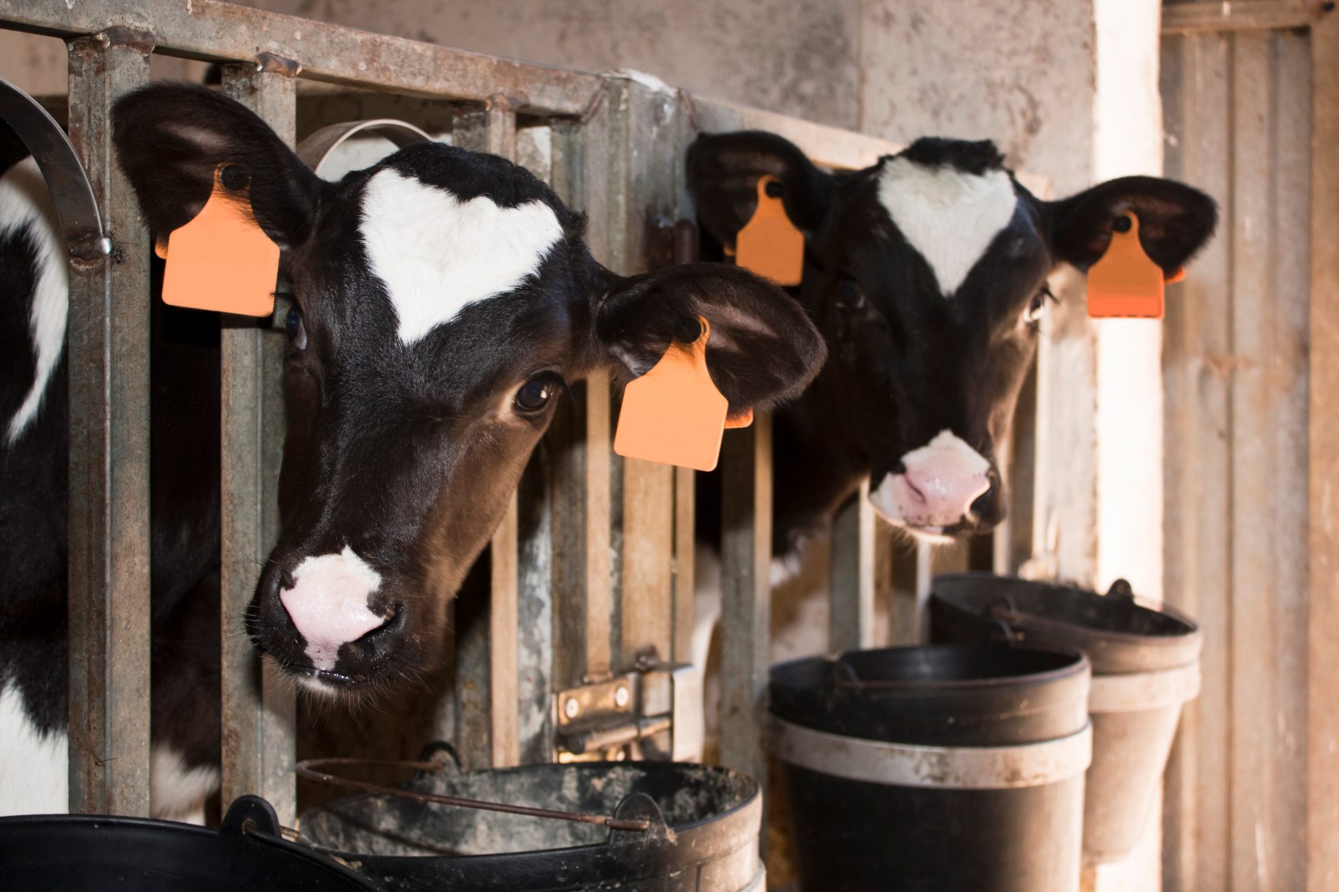 Working animal, Dairy cow, Mammal