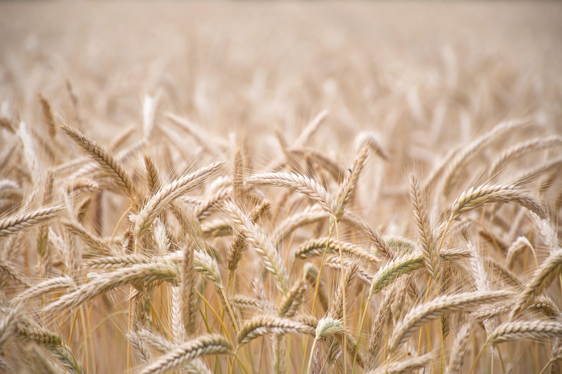 Close-up of a golden wheat field with ripe ears ready for harvest, blurred background.