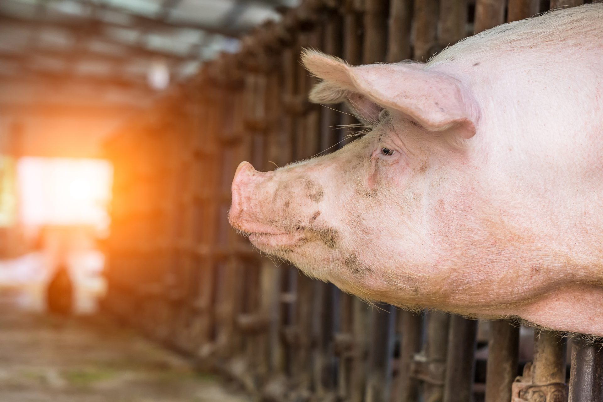 Close-up of a pink pig's head in a pen, looking left, with a bright light in the background.