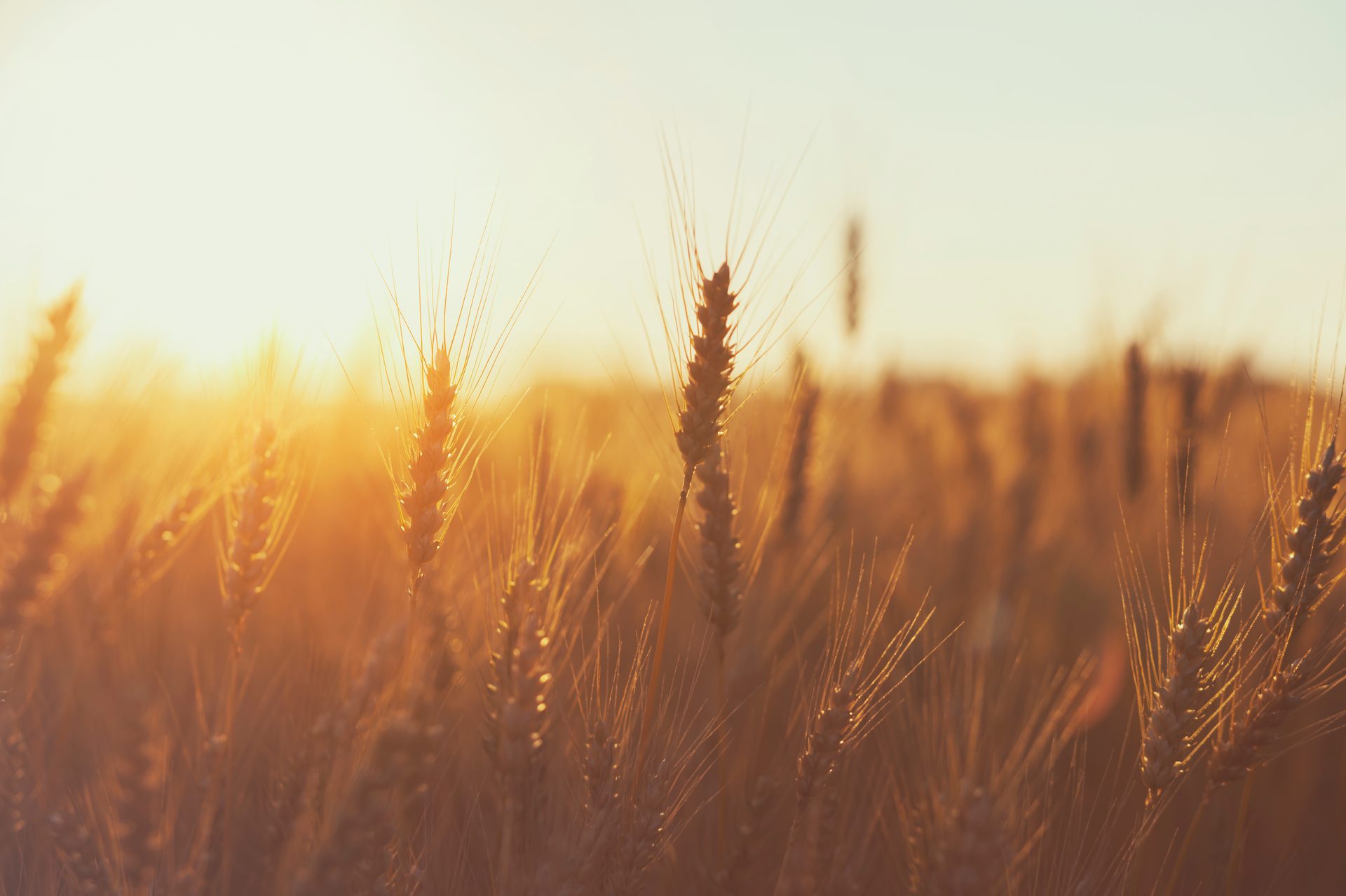 Yellow, Agriculture, Field, Grasses, Crop, Sunlight, Evening