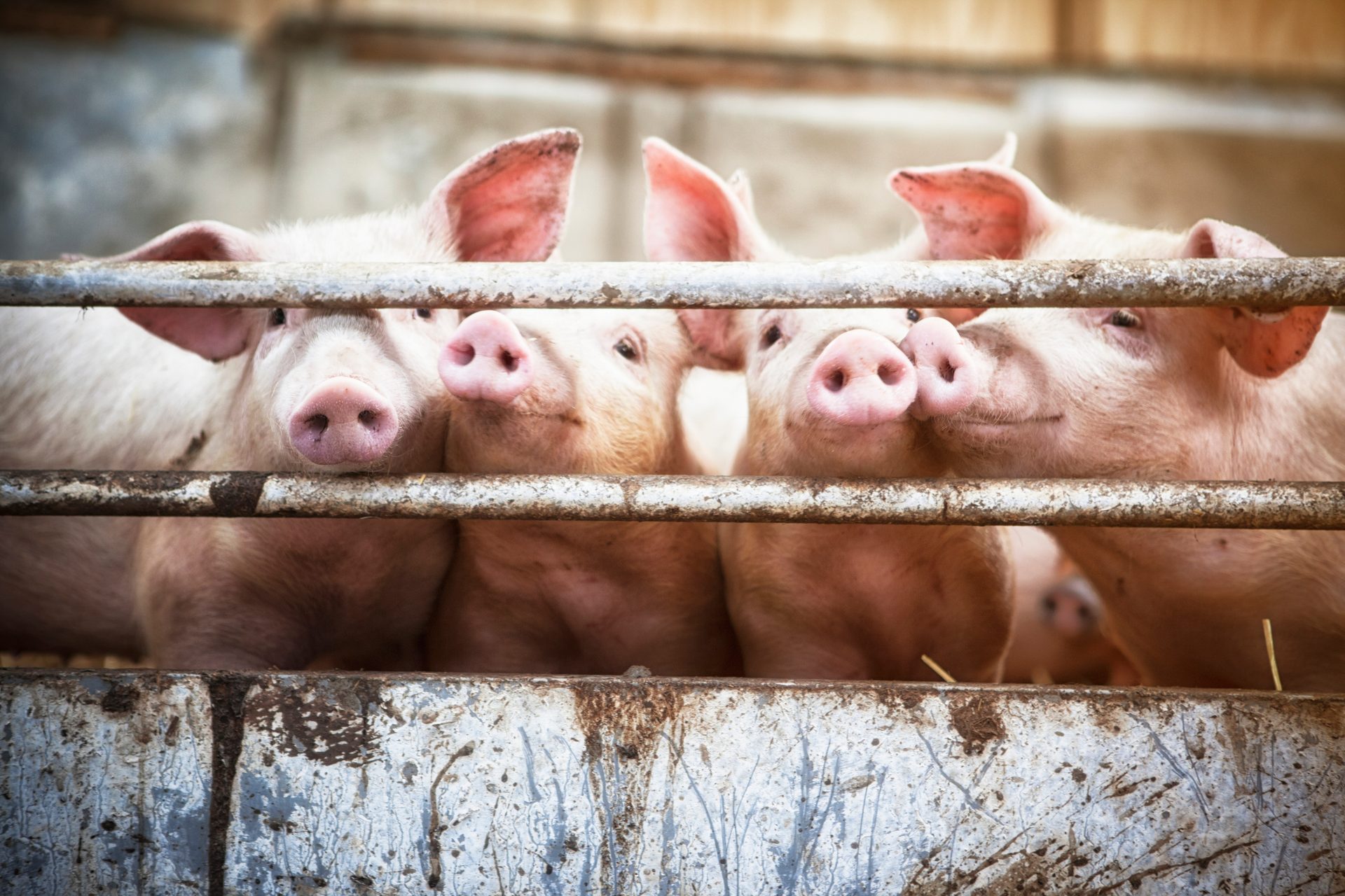 Domestic pig, Eye, Pink, Fawn