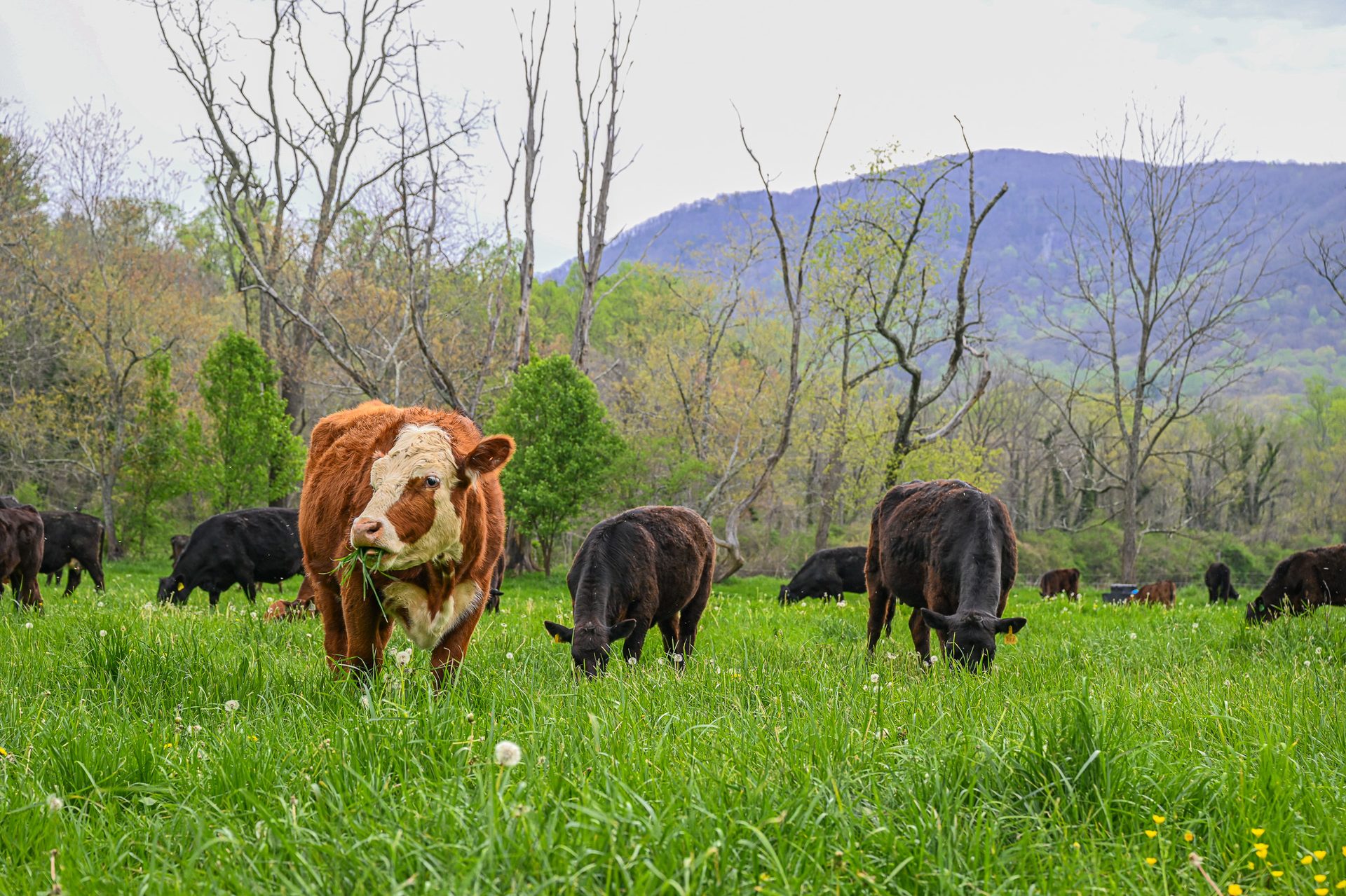 Terrestrial animal, Rural area, Grass, Bovinae, Pasture, Grassland, Herd, Grazing, Livestock, Field
