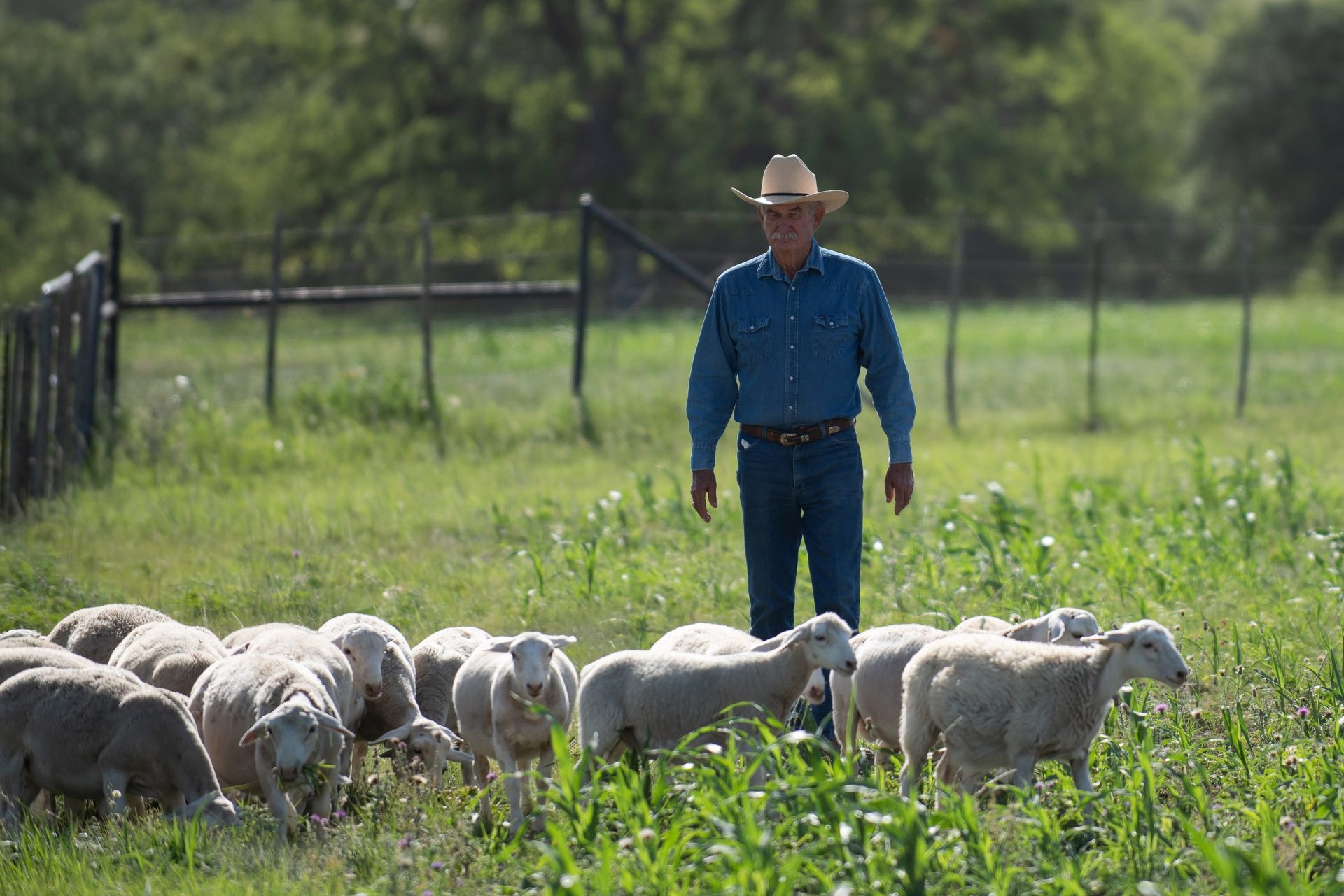 Working animal, Rural area, Plant, Vertebrate, Mammal, Herder, Sheep, Grass, Hat, Shepherd