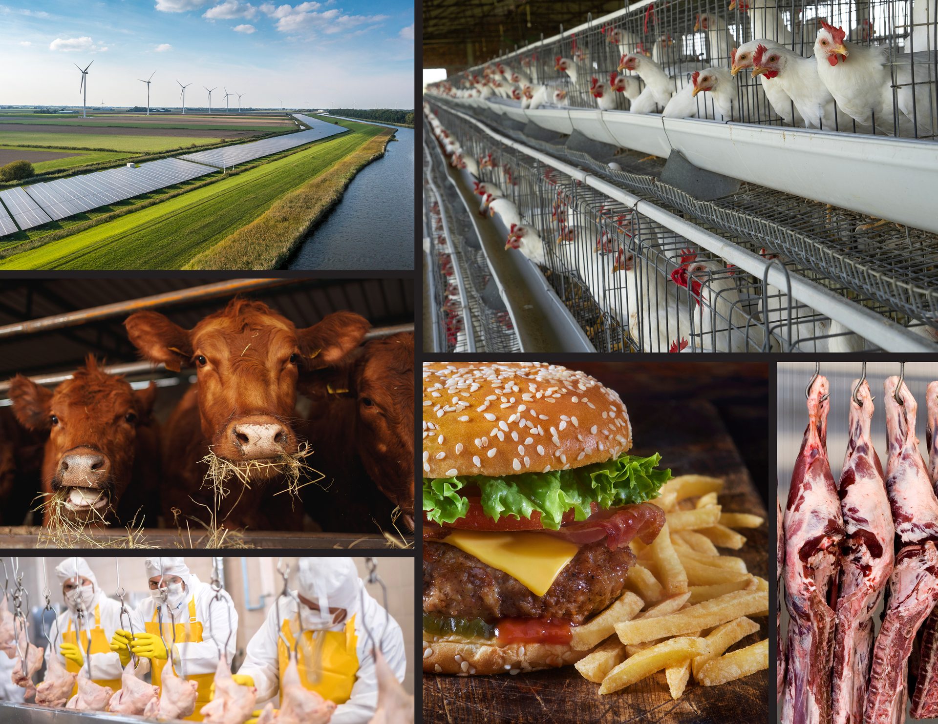 Working animal, Food, Cloud, Travel