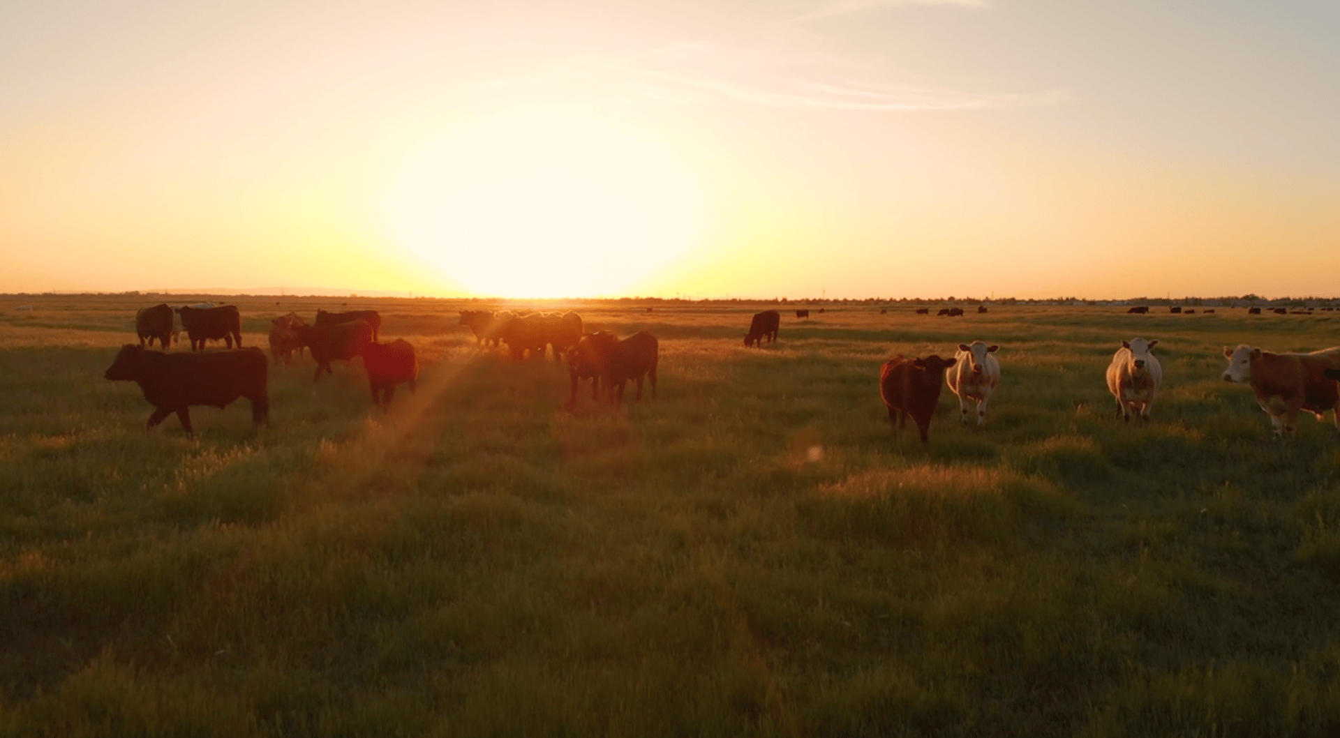 Natural landscape, Working animal, Sky, Cloud, Plant, Tree, Fawn, Grass, Dusk, Grazing