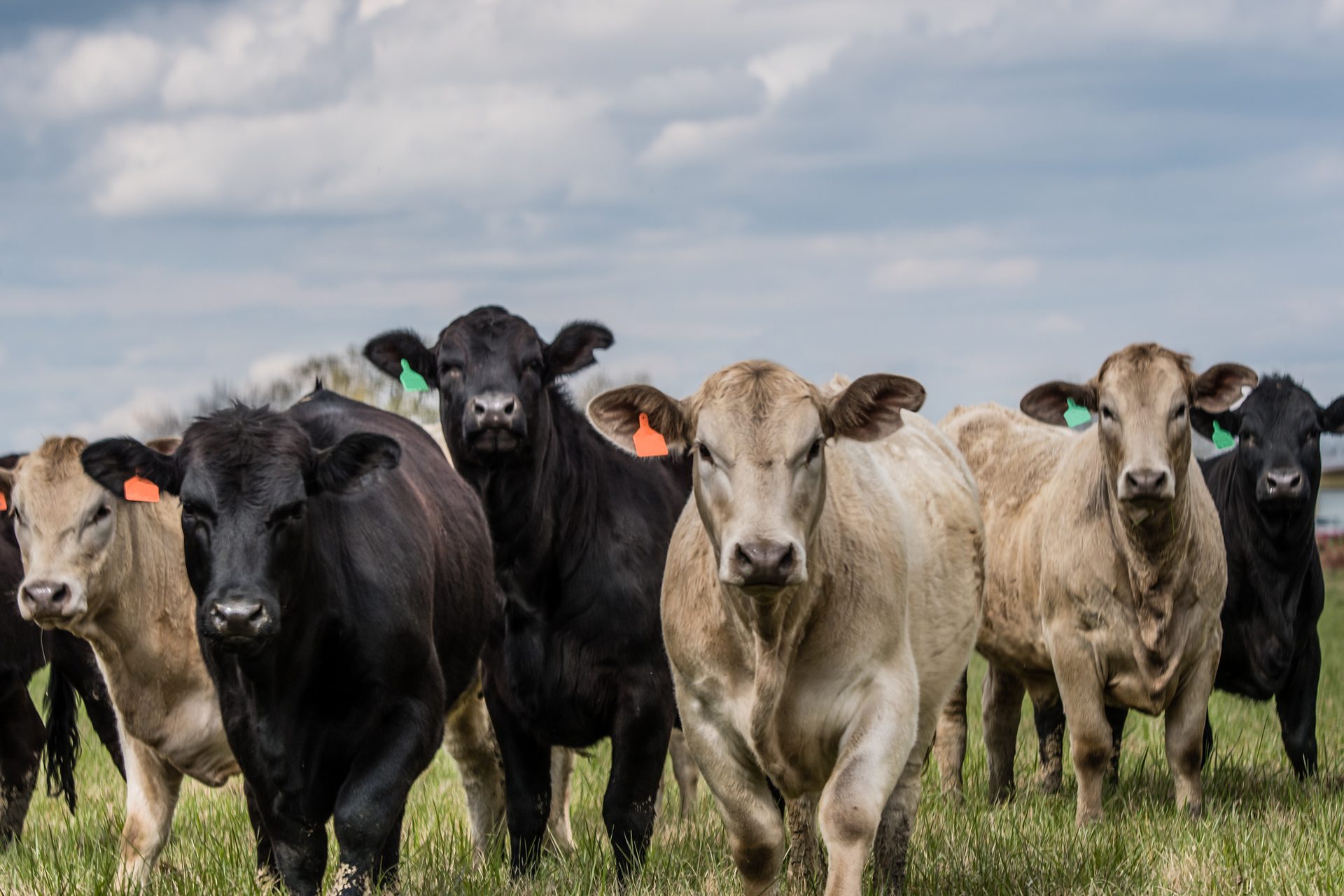 Working animal, Dairy cow, Natural landscape, Sky, Cloud, Plant