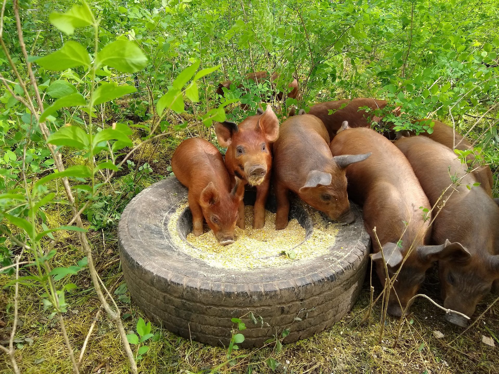Plant, Fawn