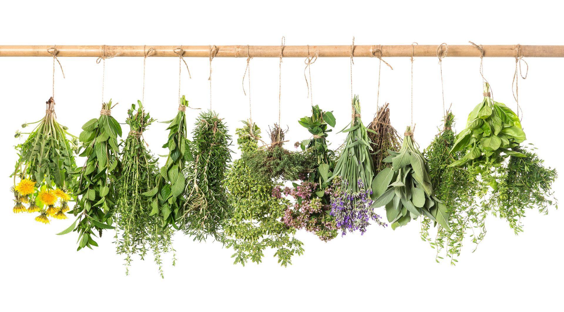 Freshly picked herbs and flowers, including mint, rosemary, lavender, sage, basil, and dandelions, hanging to dry.