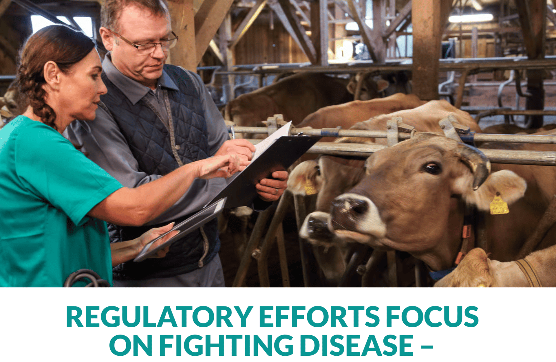 Veterinarians or farmers review records in a dairy barn with cows.
