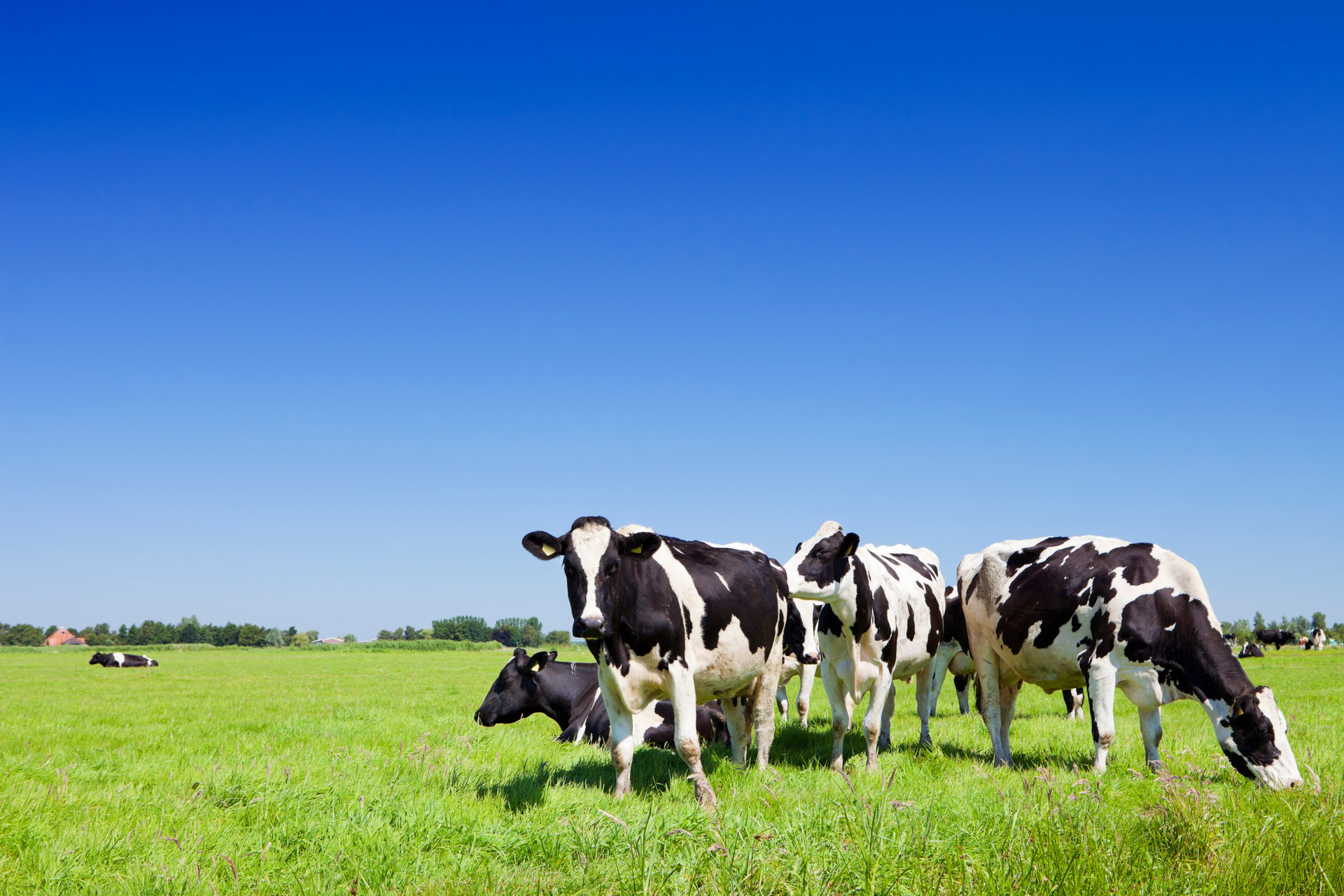 Natural landscape, Dairy cow, Sky, Plant, Grass